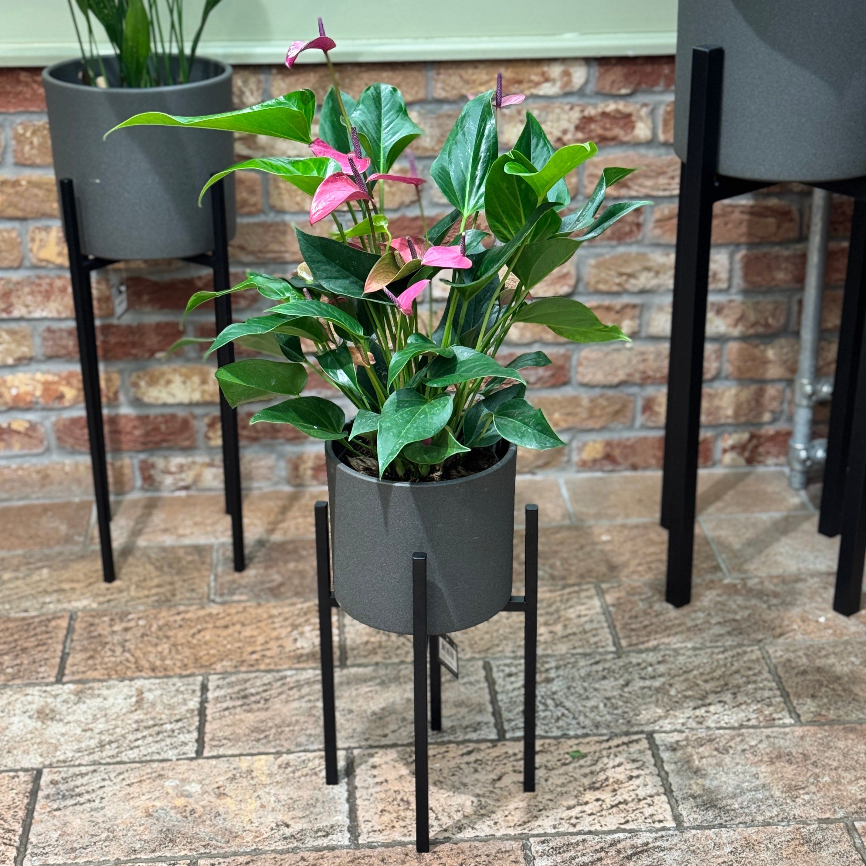 Black Indoor Plant Stand