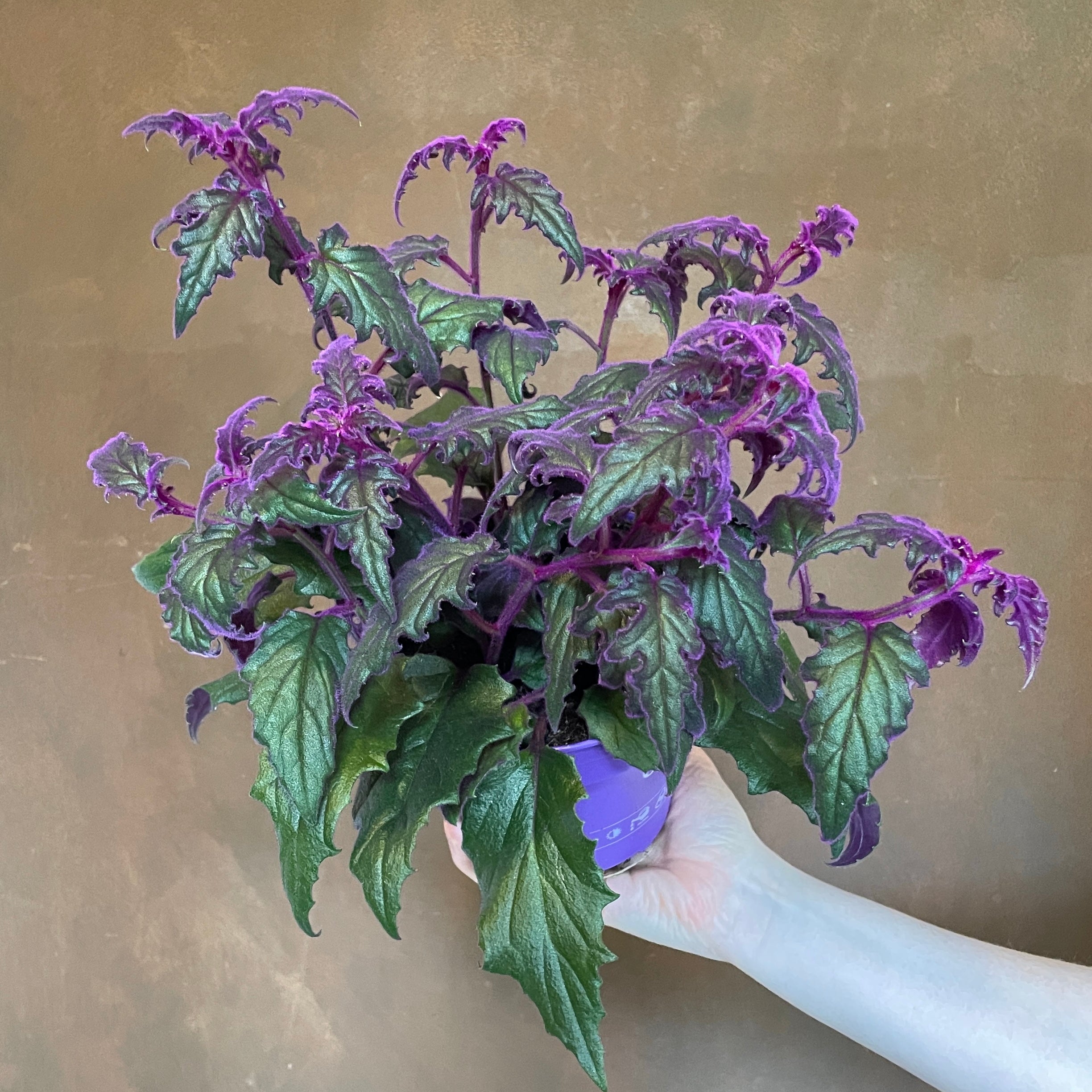 Gynura 'Purple Passion' (15cm pot)
