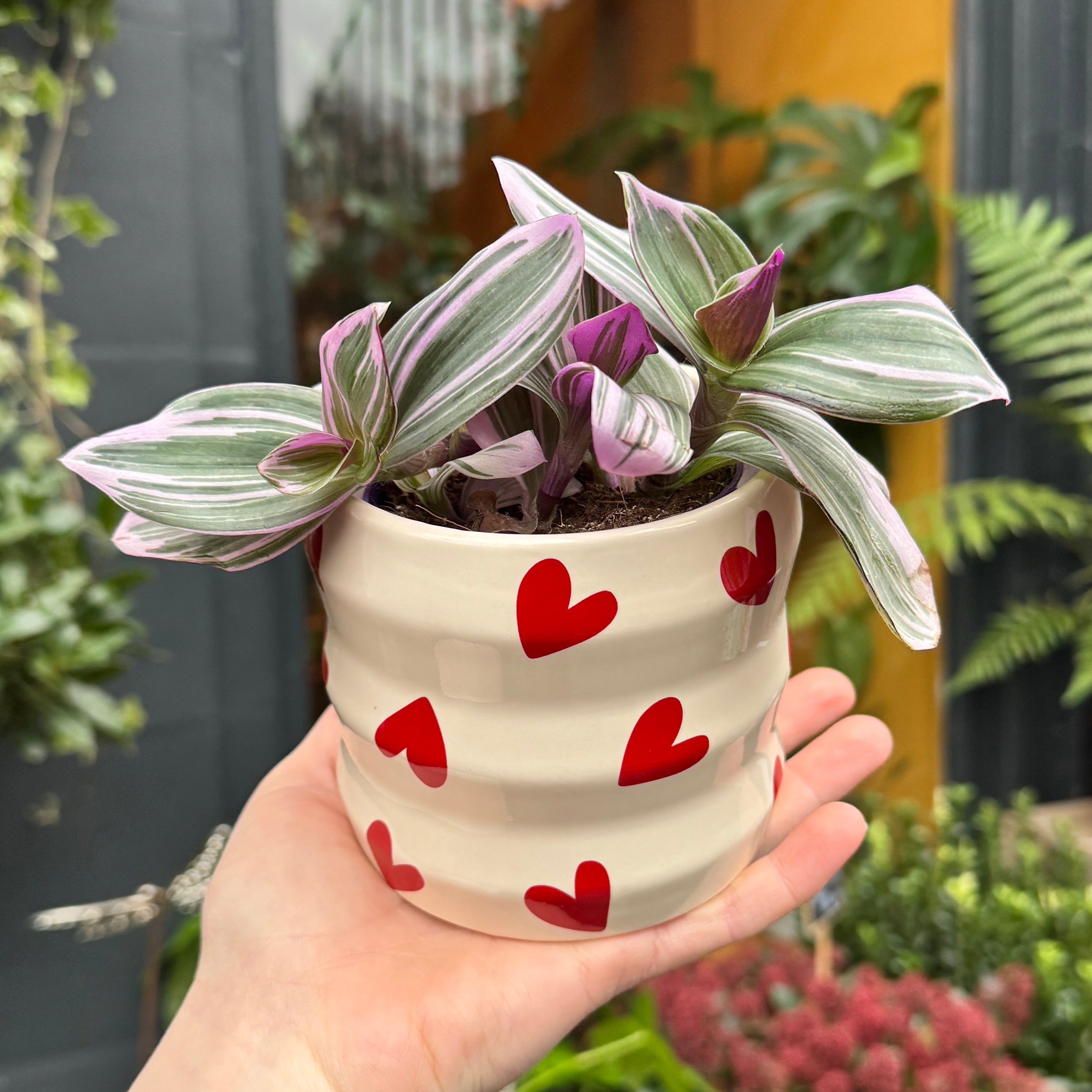 Potted plant with striped leaves in a pot with red heart patterns held by a hand.