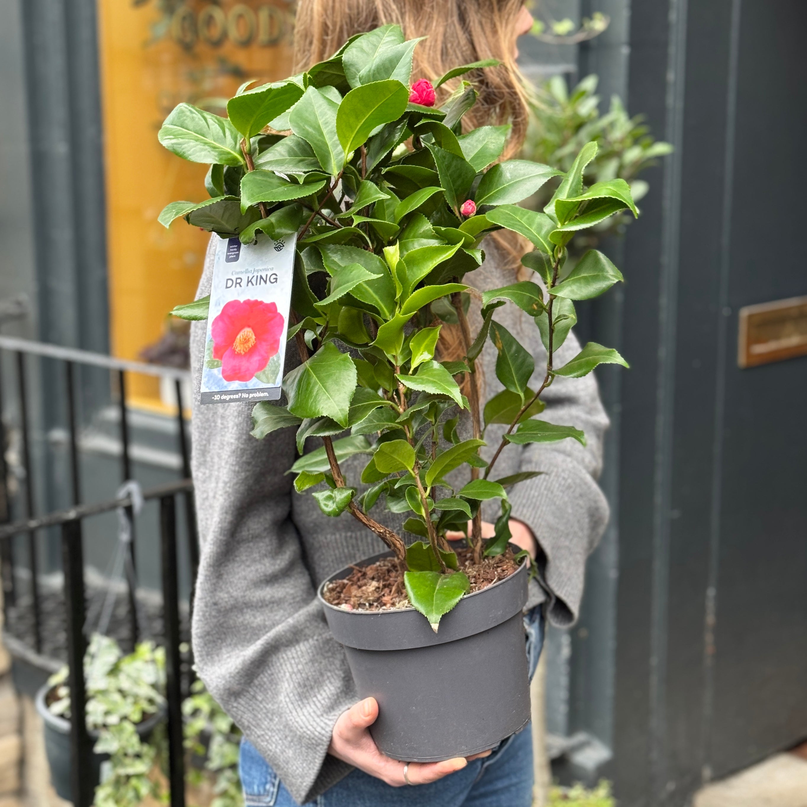 Camellia japonica (19cm pot)