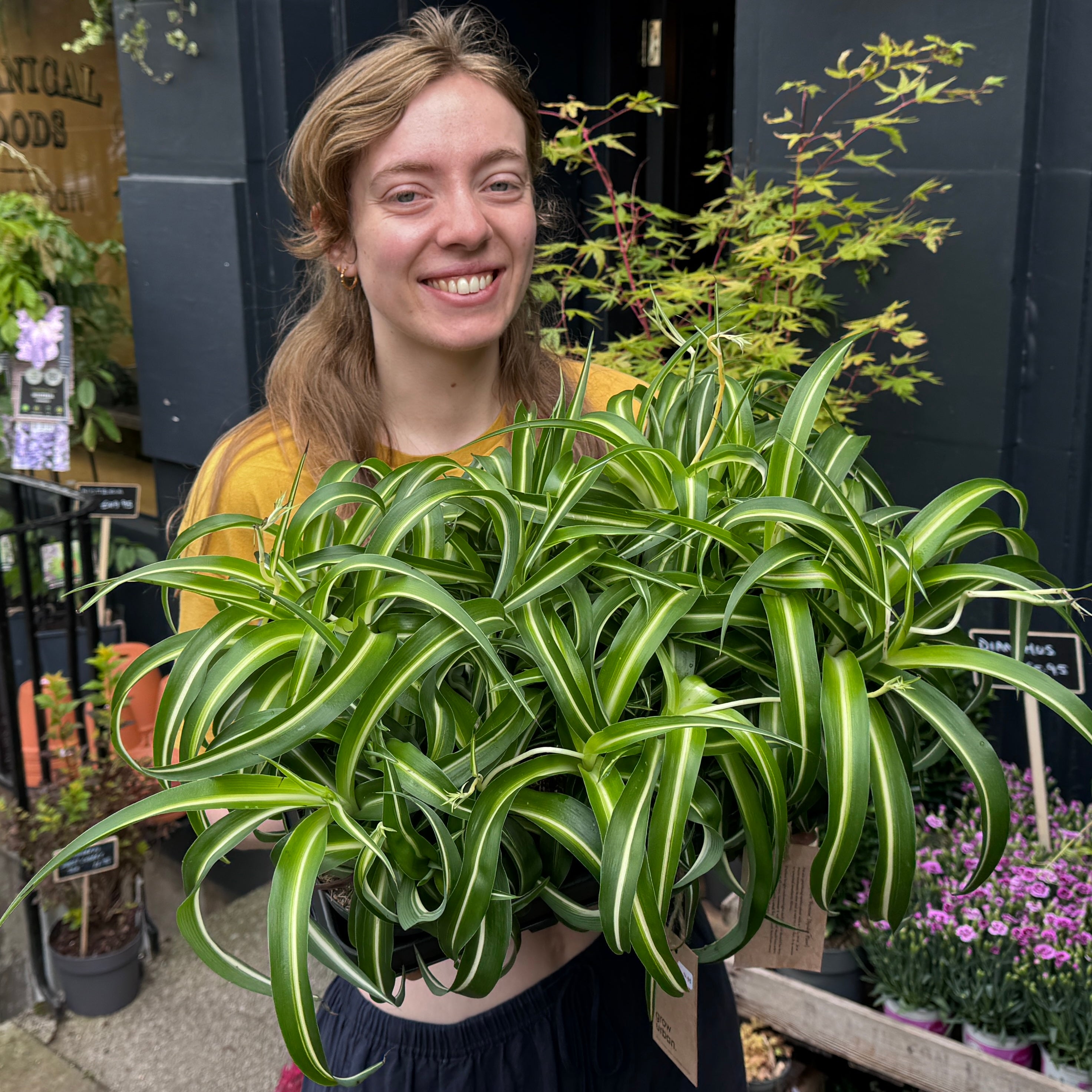 Chlorophytum ‘Bonnie’
