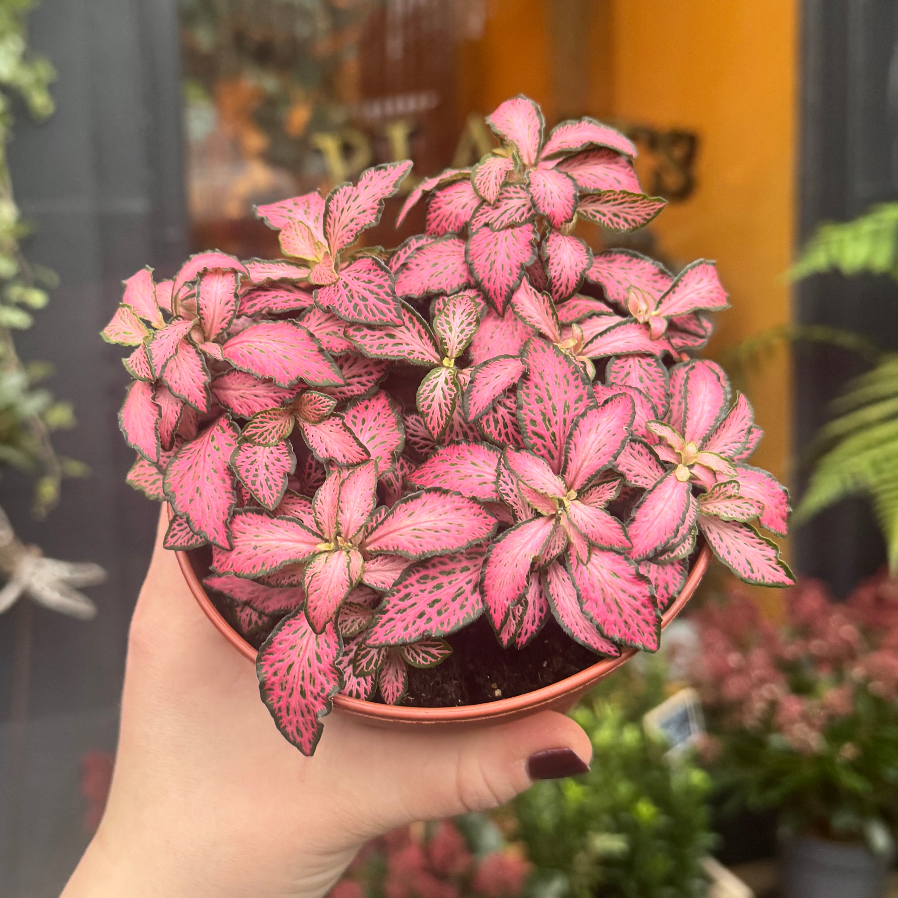 Fittonia ‘Pink Forest Flame’