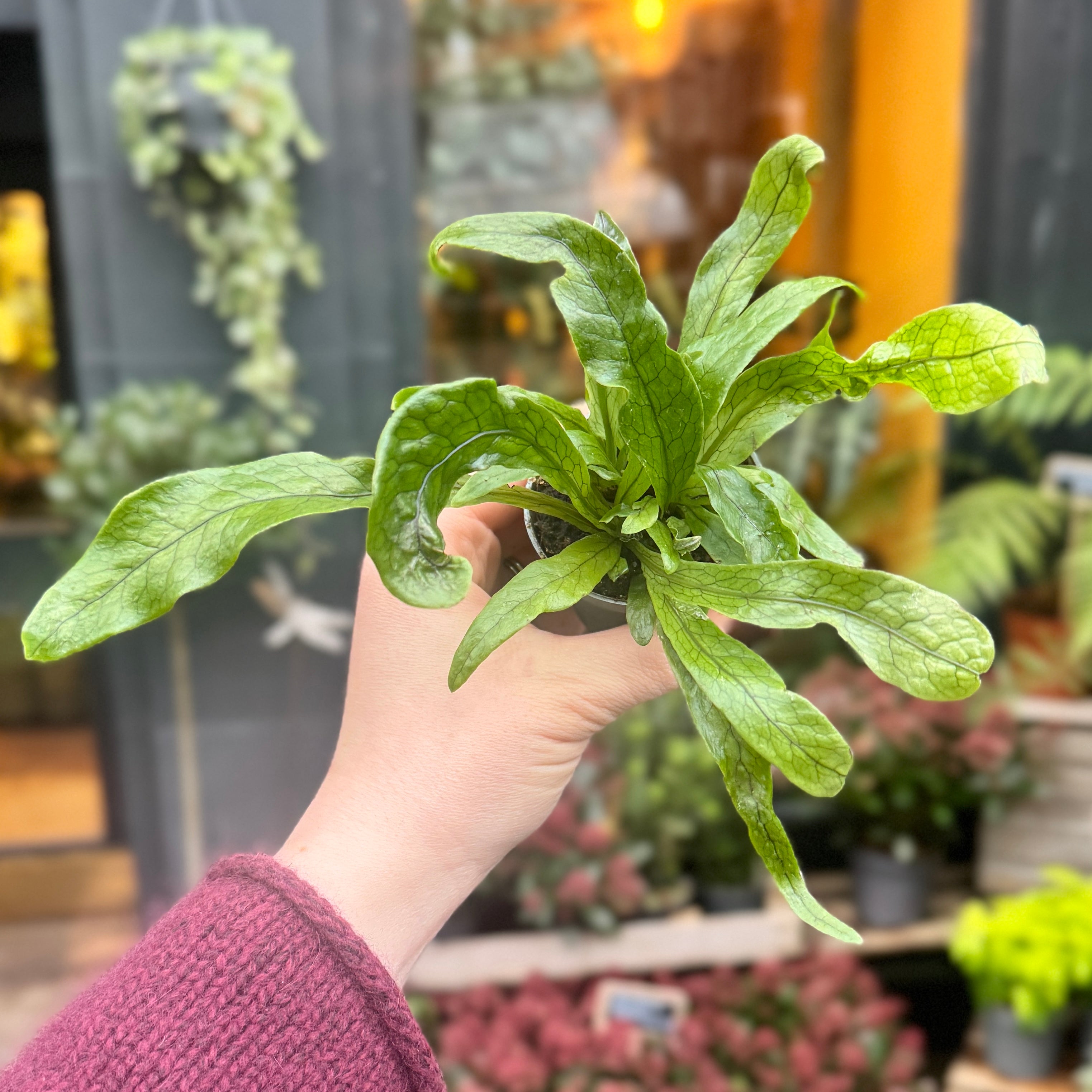 Microsorum ‘Crocodyllus’ (mini)