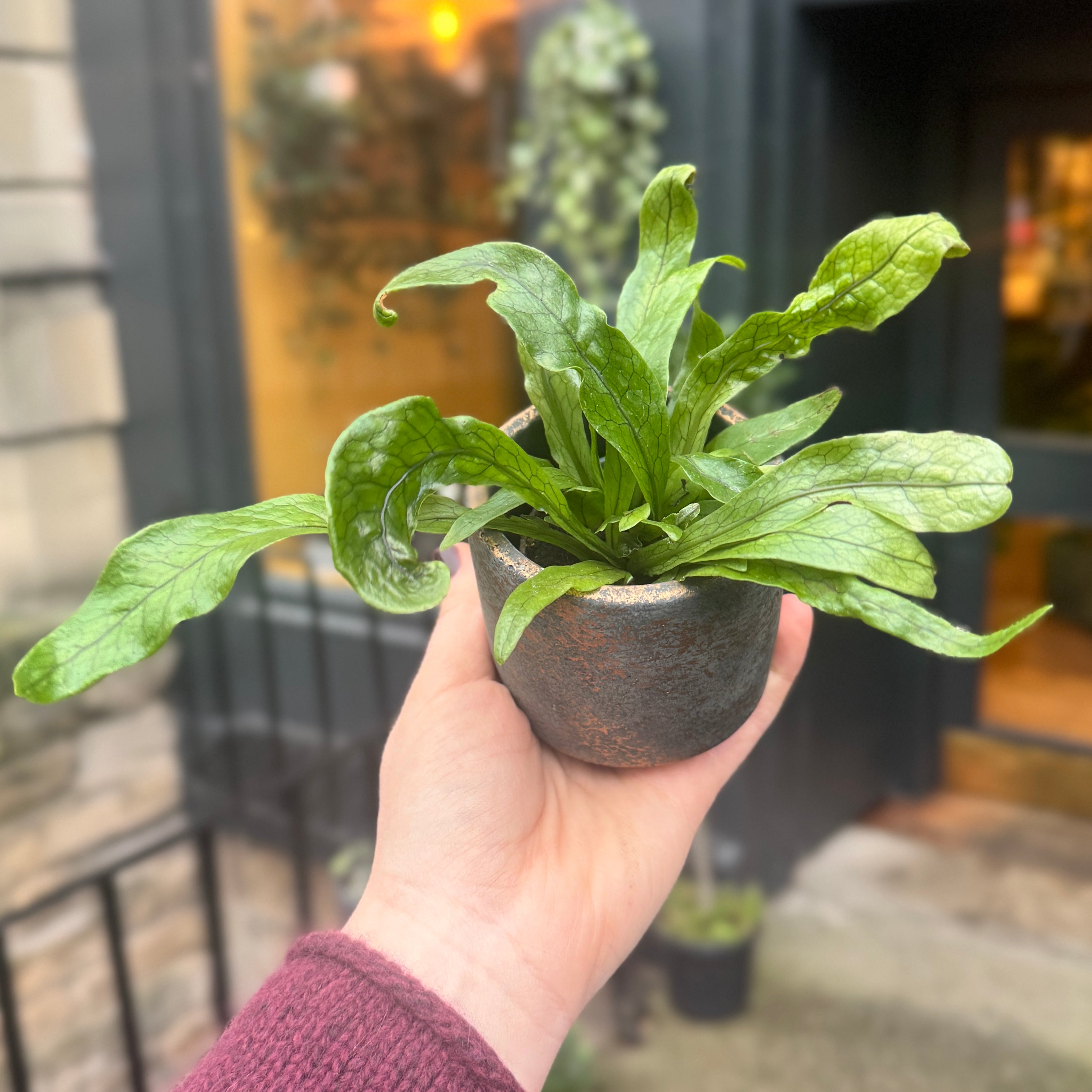 Microsorum ‘Crocodyllus’ (mini)