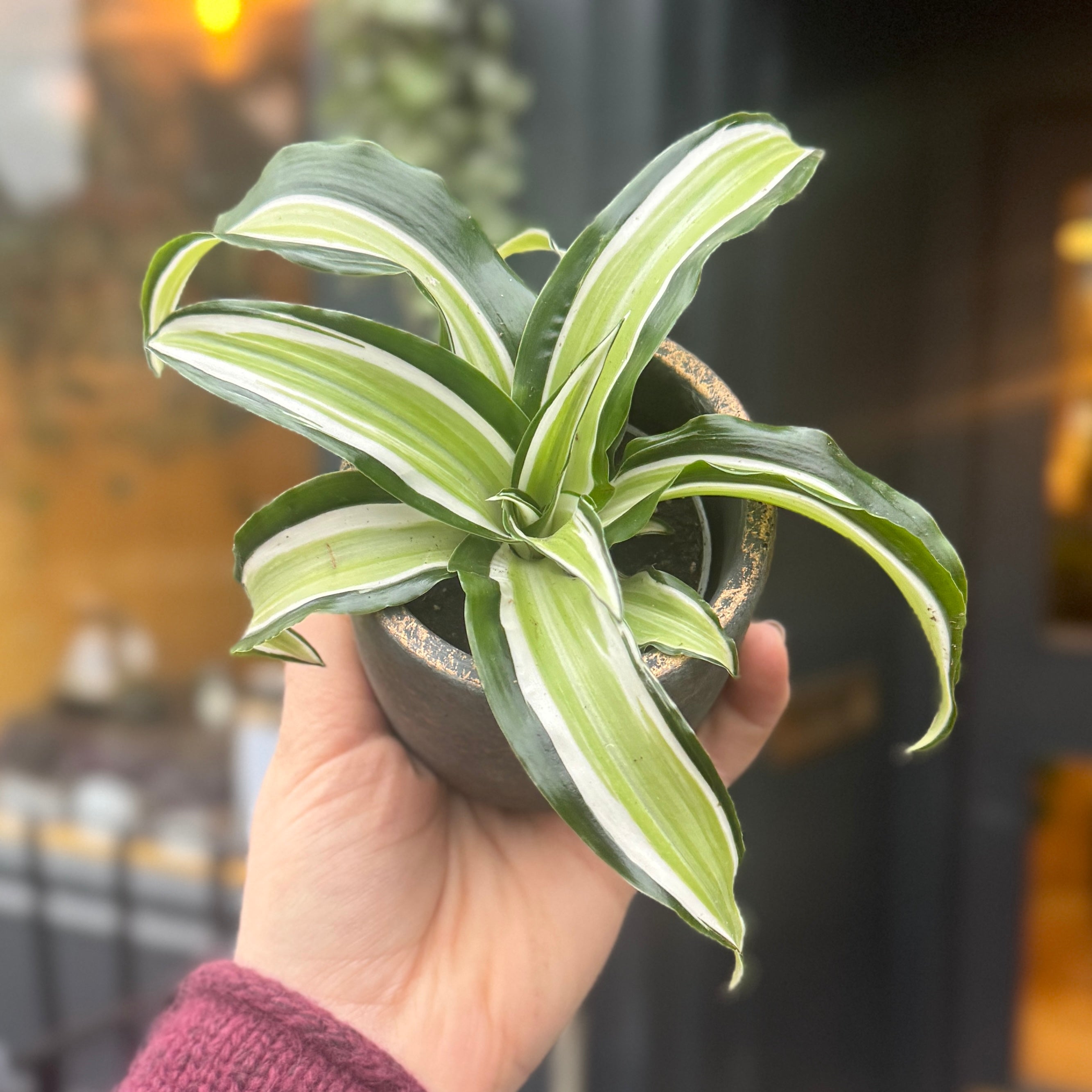 Dracaena 'Malaika' (mini)