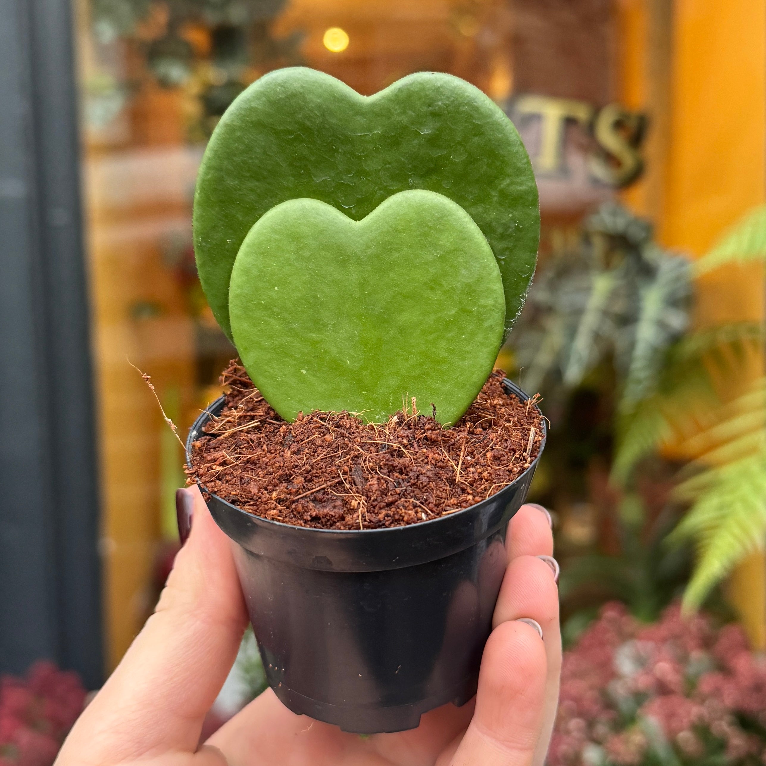 Hoya kerrii (Double Leaf)