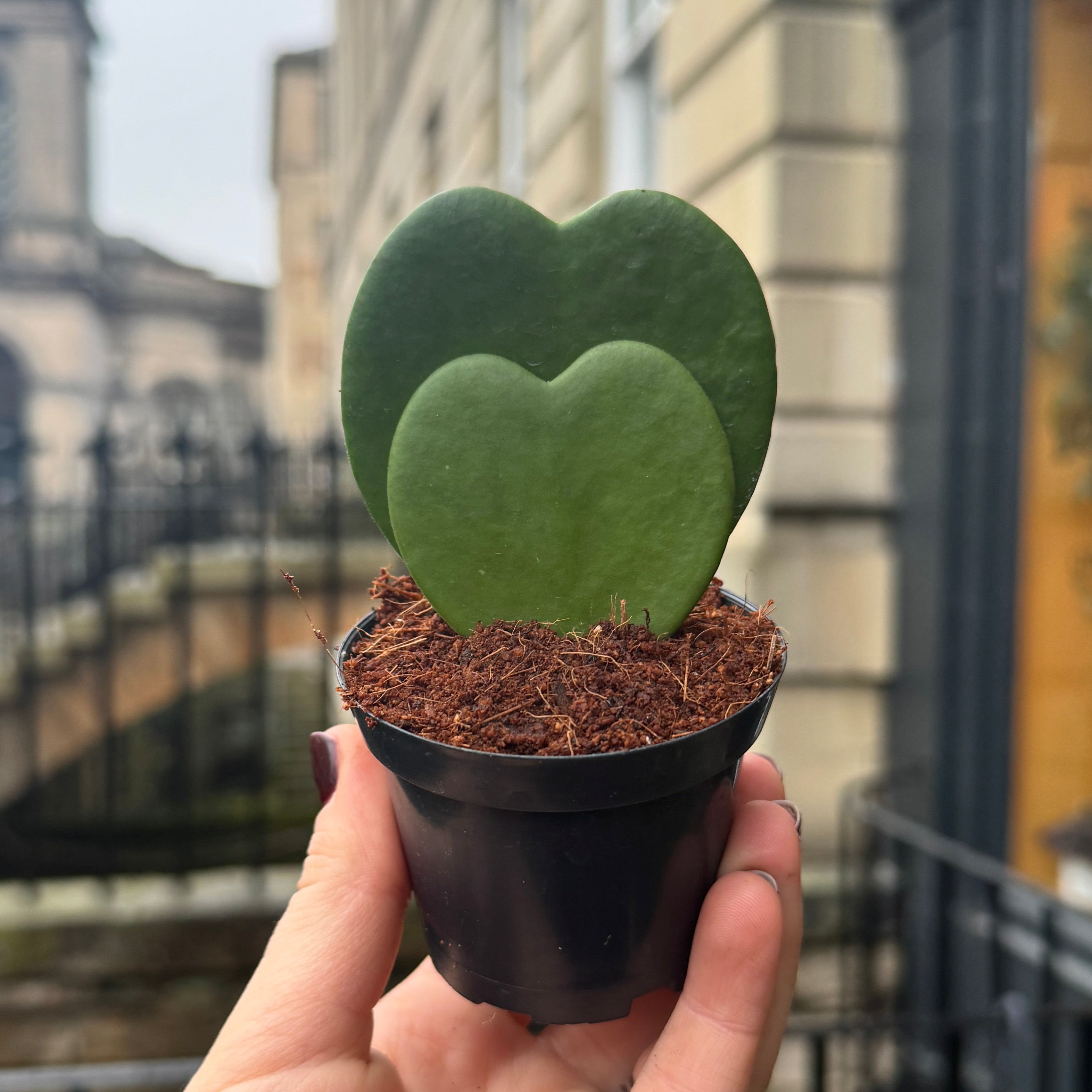 Hoya kerrii (Double Leaf)