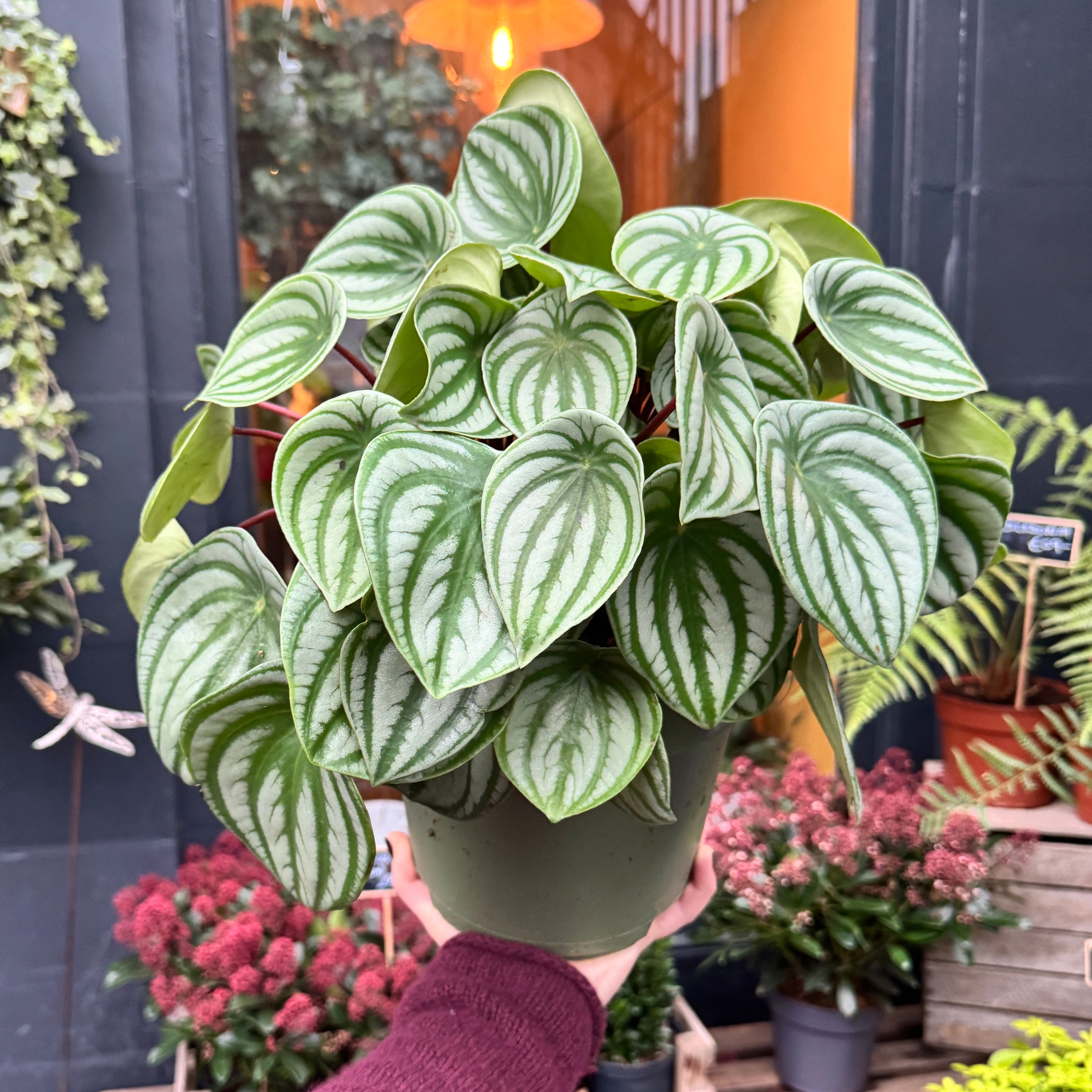Peperomia argyreia XL