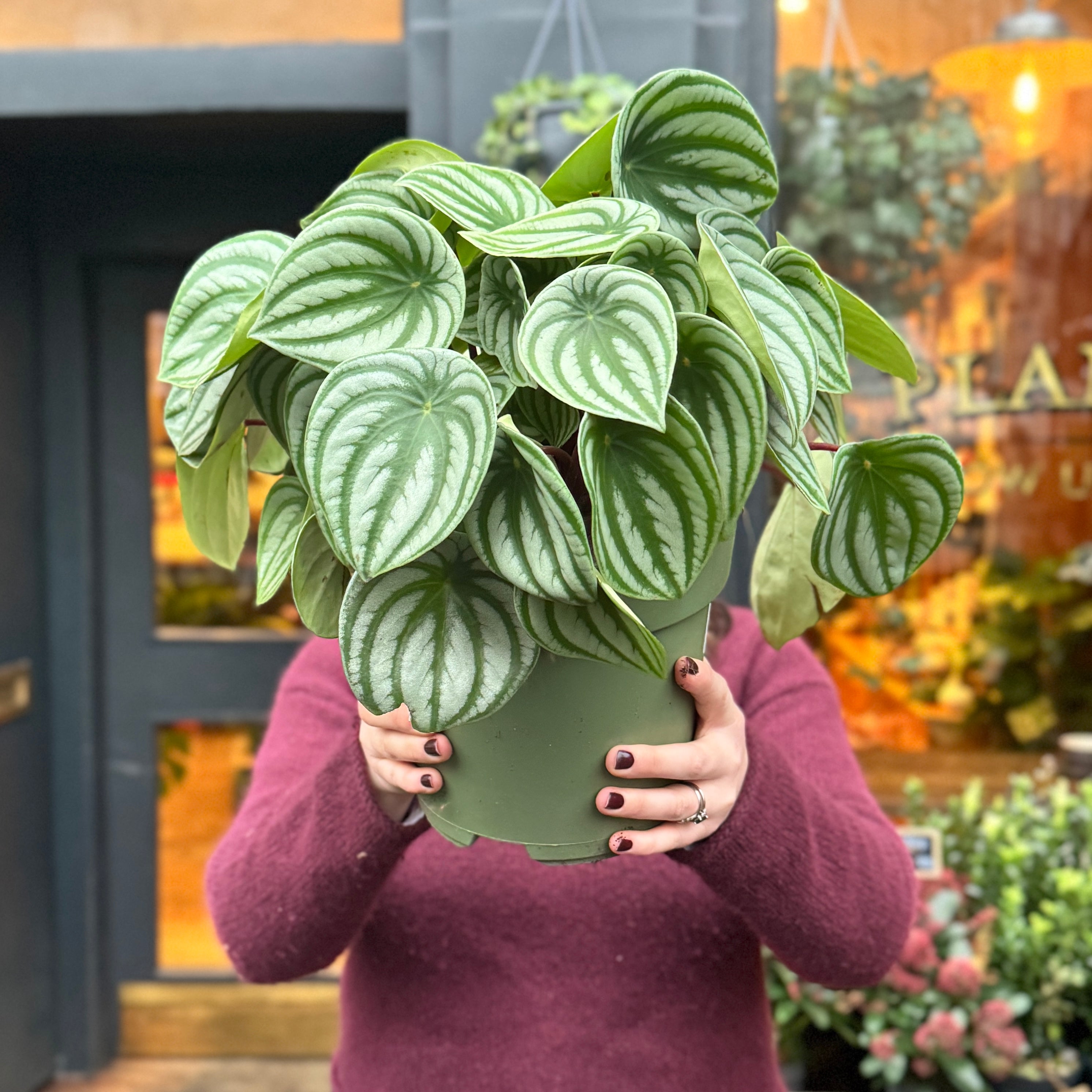 Peperomia argyreia XL