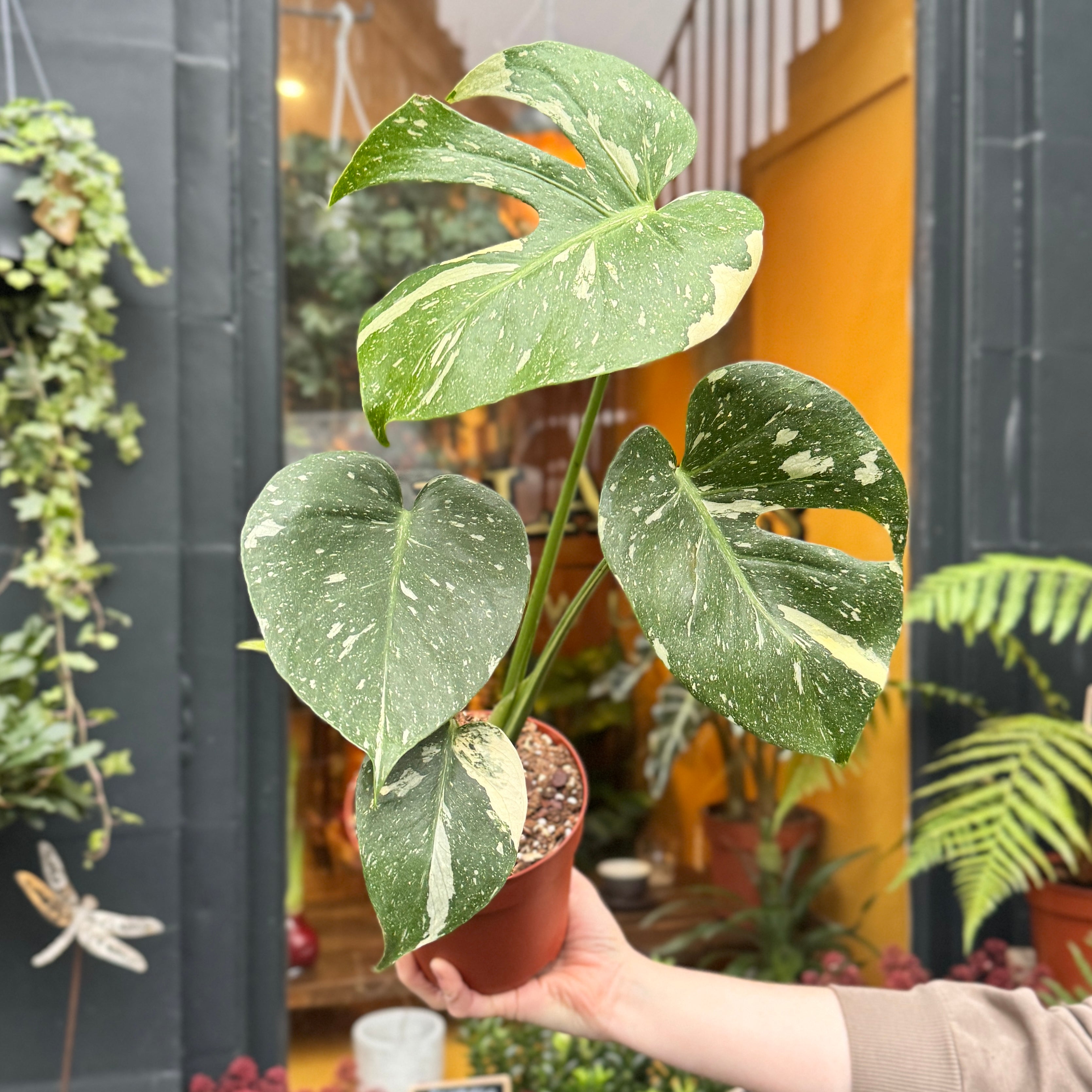 Monstera 'Thai Constellation' (14cm pot)