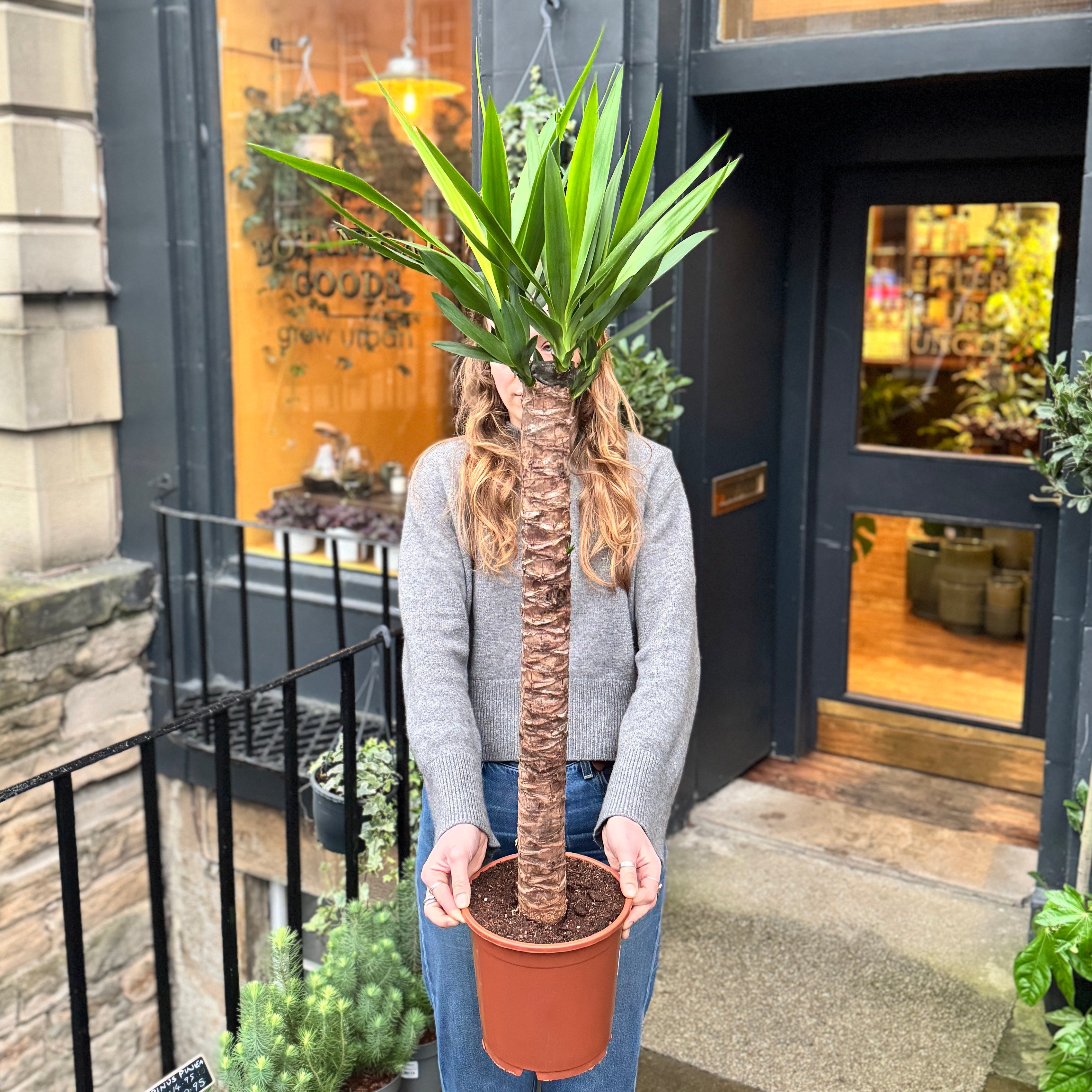 Yucca elephantipes (125cm)