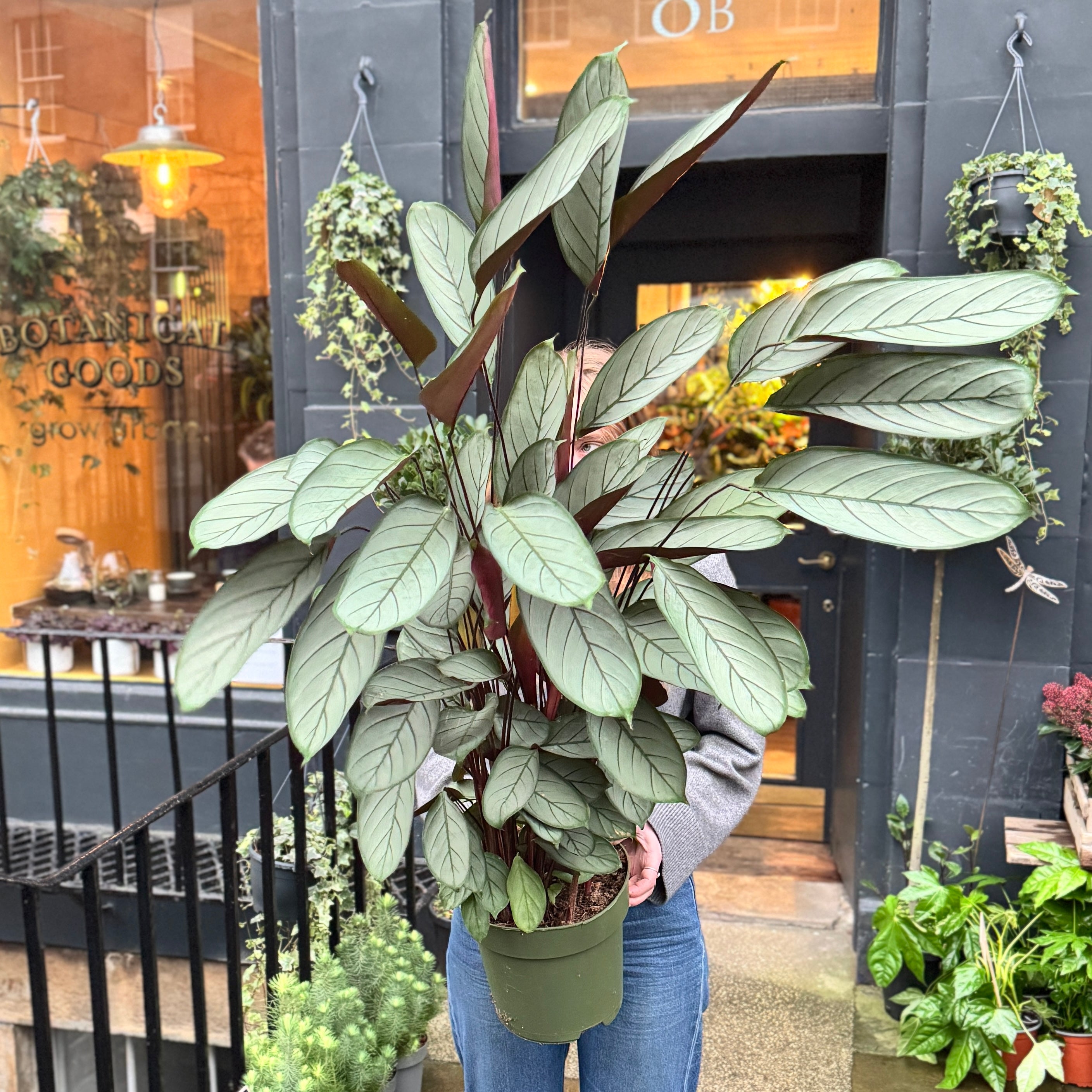 Ctenanthe setosa (140cm)