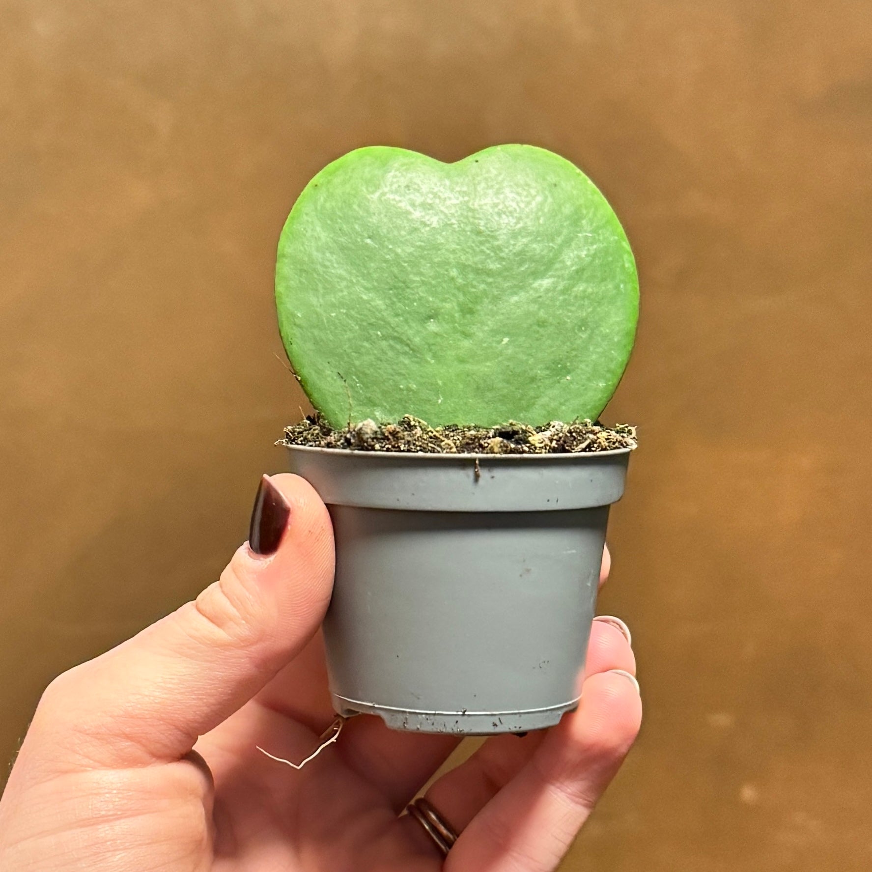 Hoya kerrii (Single Leaf)