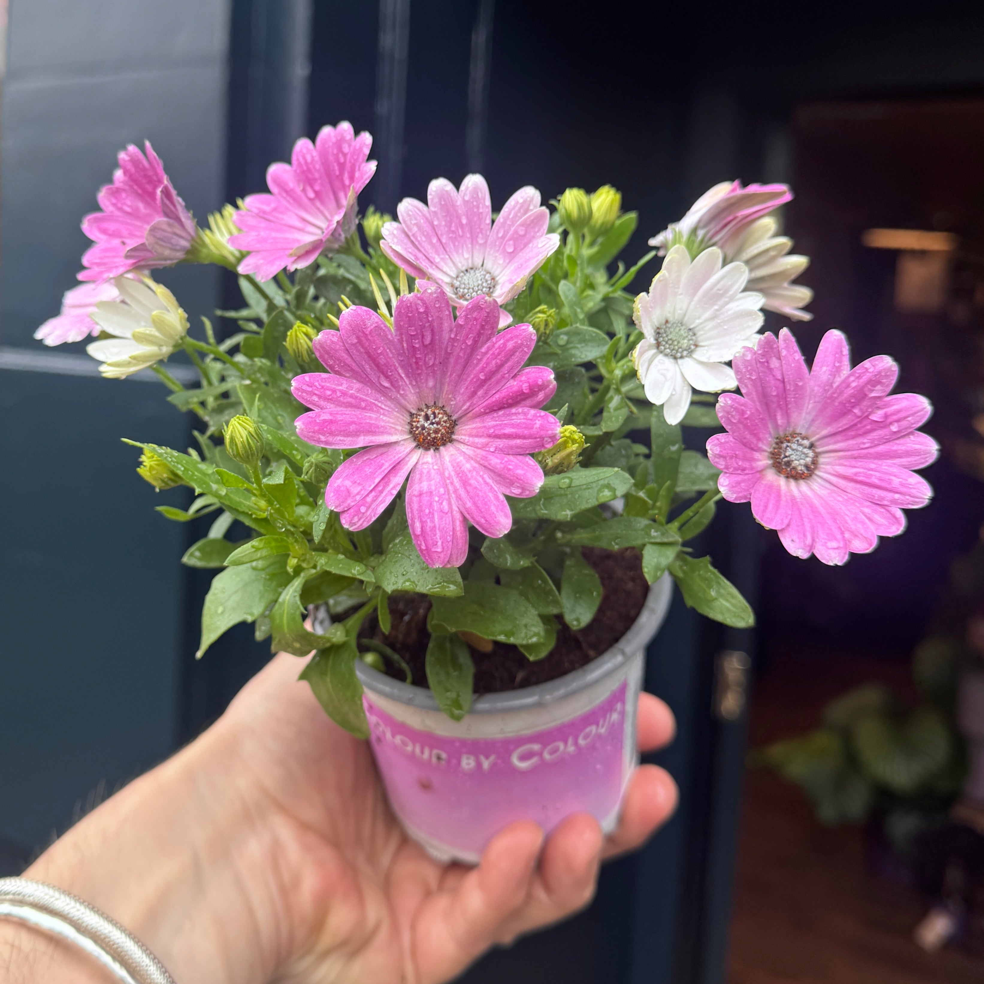 Osteospermum 'Pink'