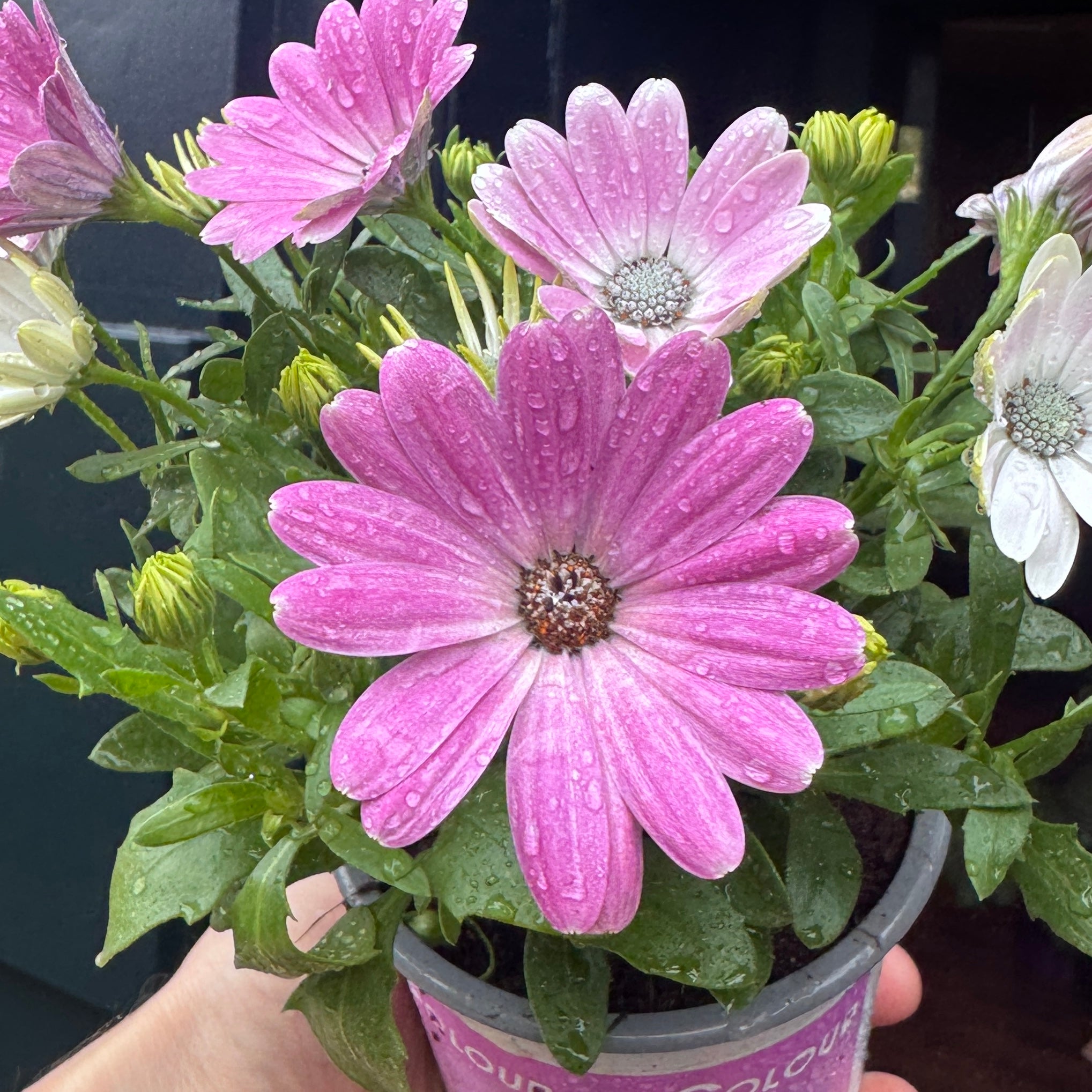 Osteospermum 'Pink'