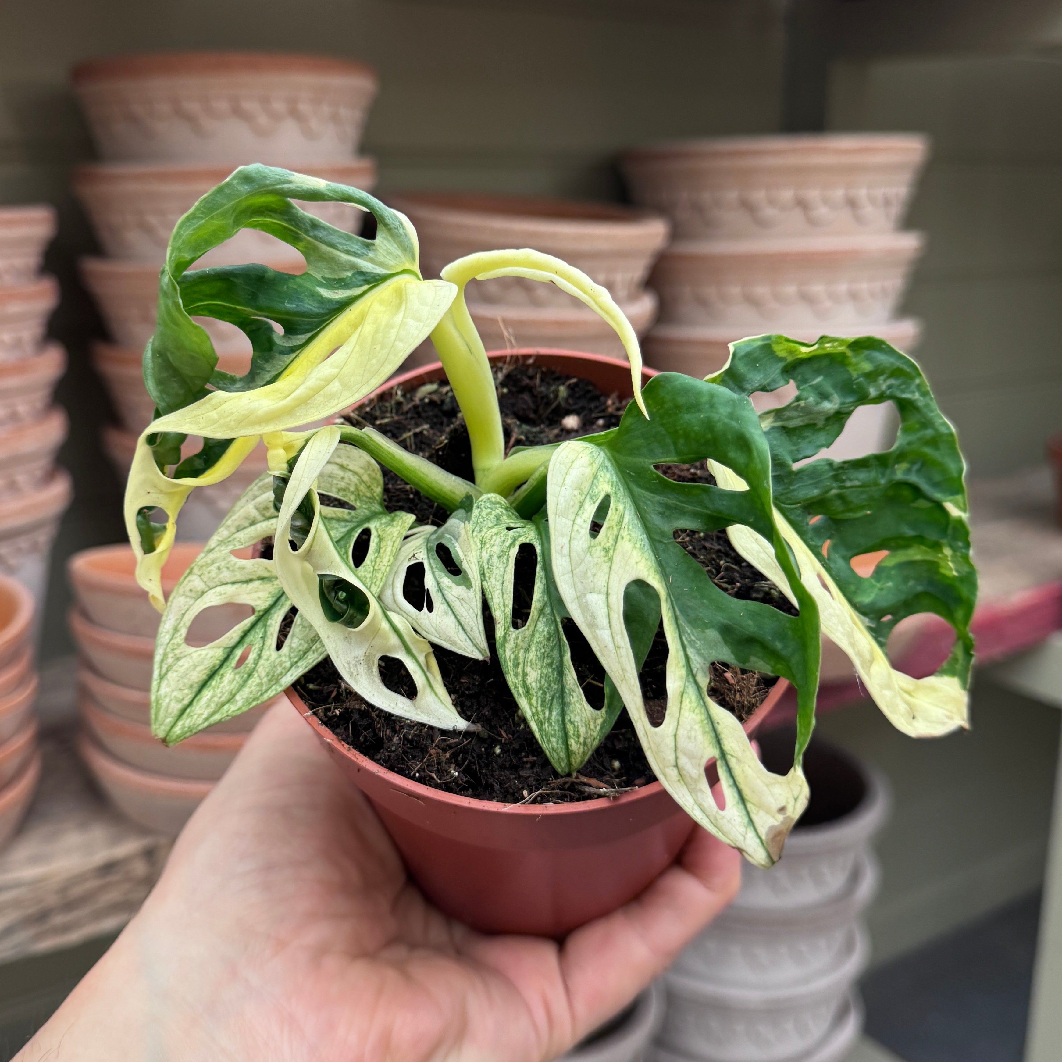 Monstera adansonii Variegata
