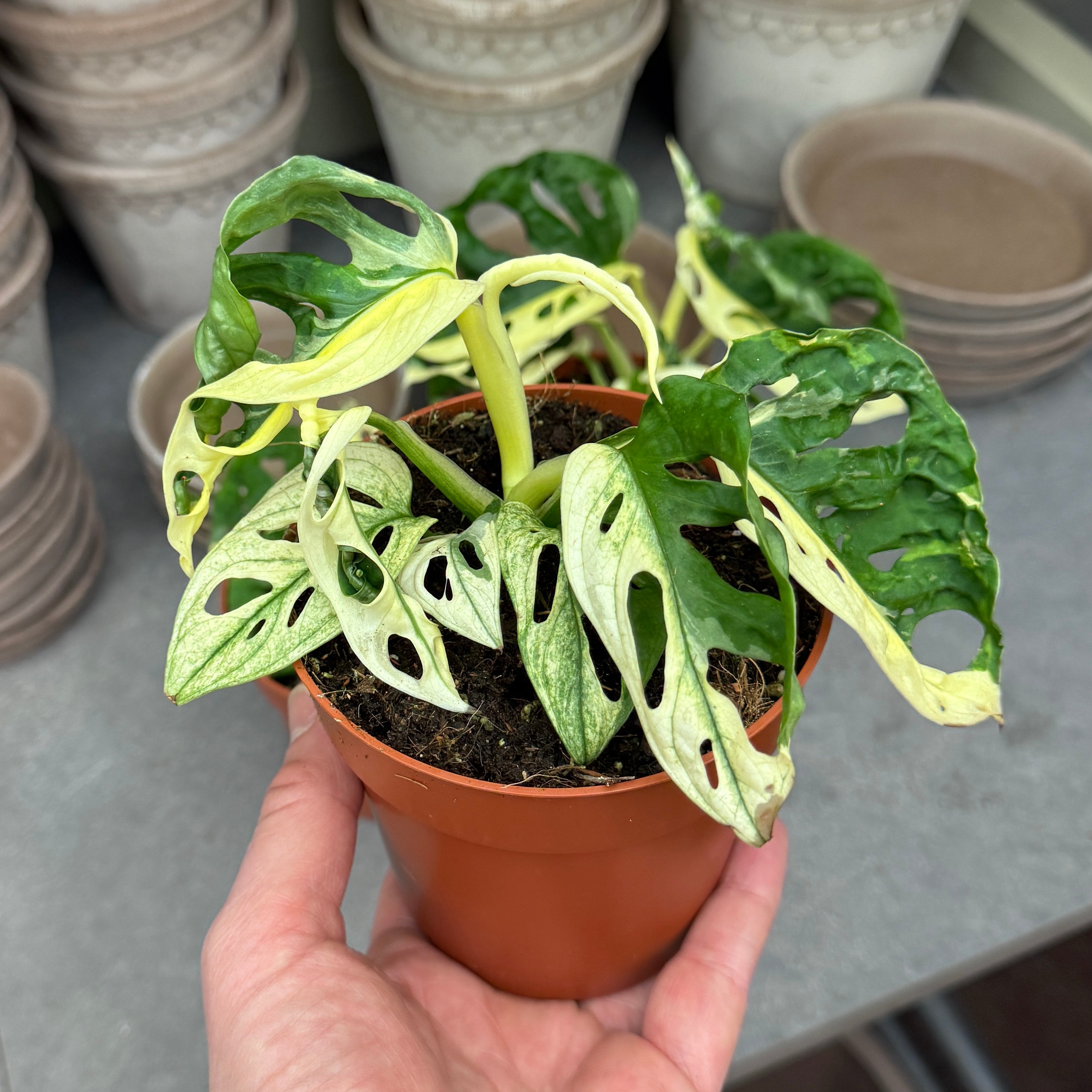 Monstera adansonii Variegata