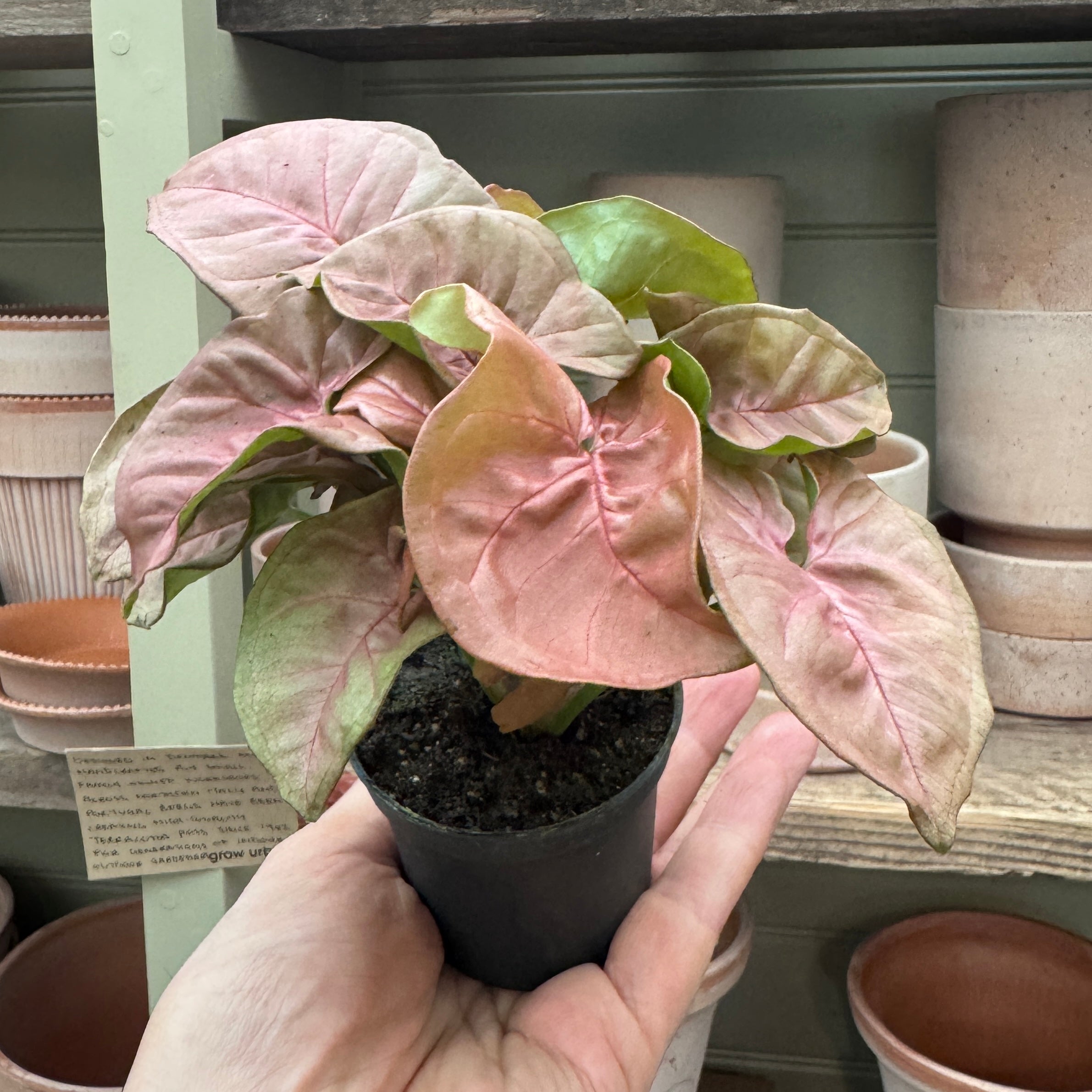 Syngonium 'Neon Robusta'
