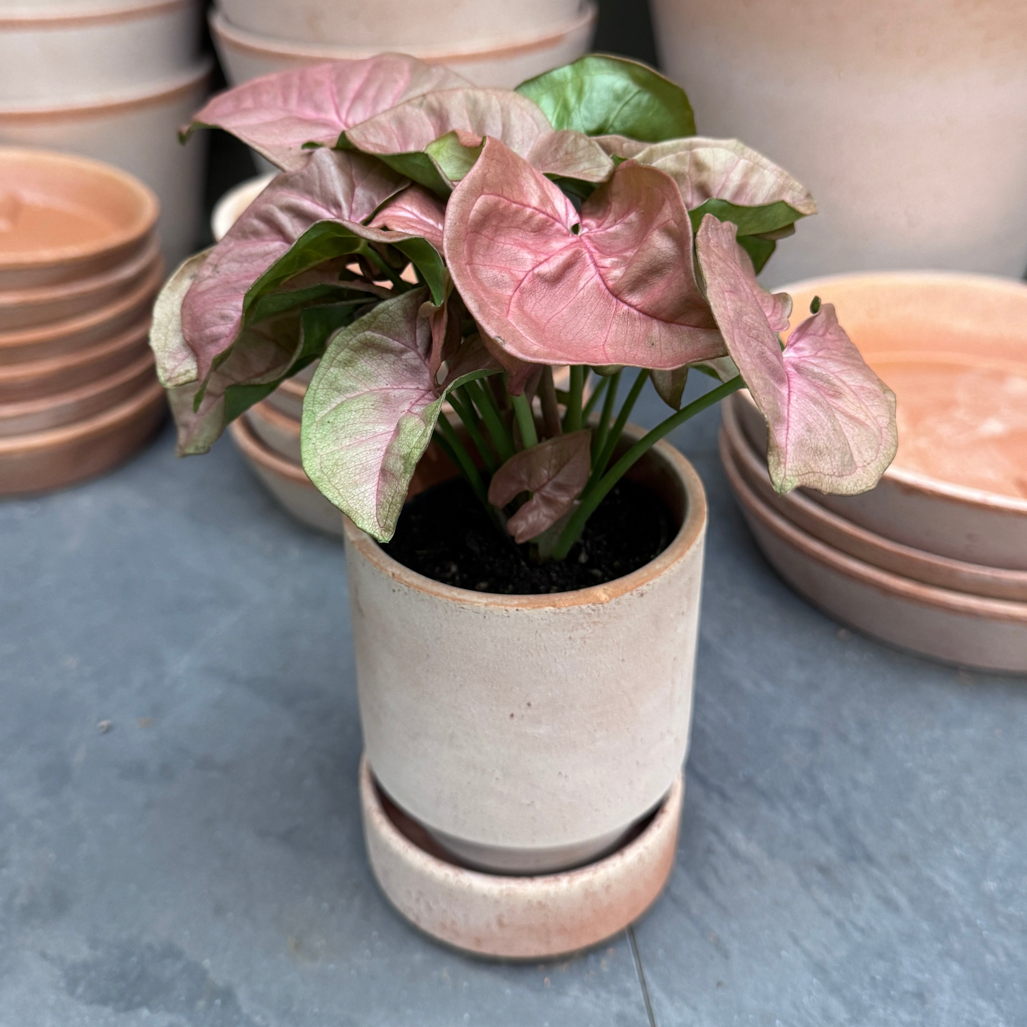 Syngonium 'Neon Robusta'