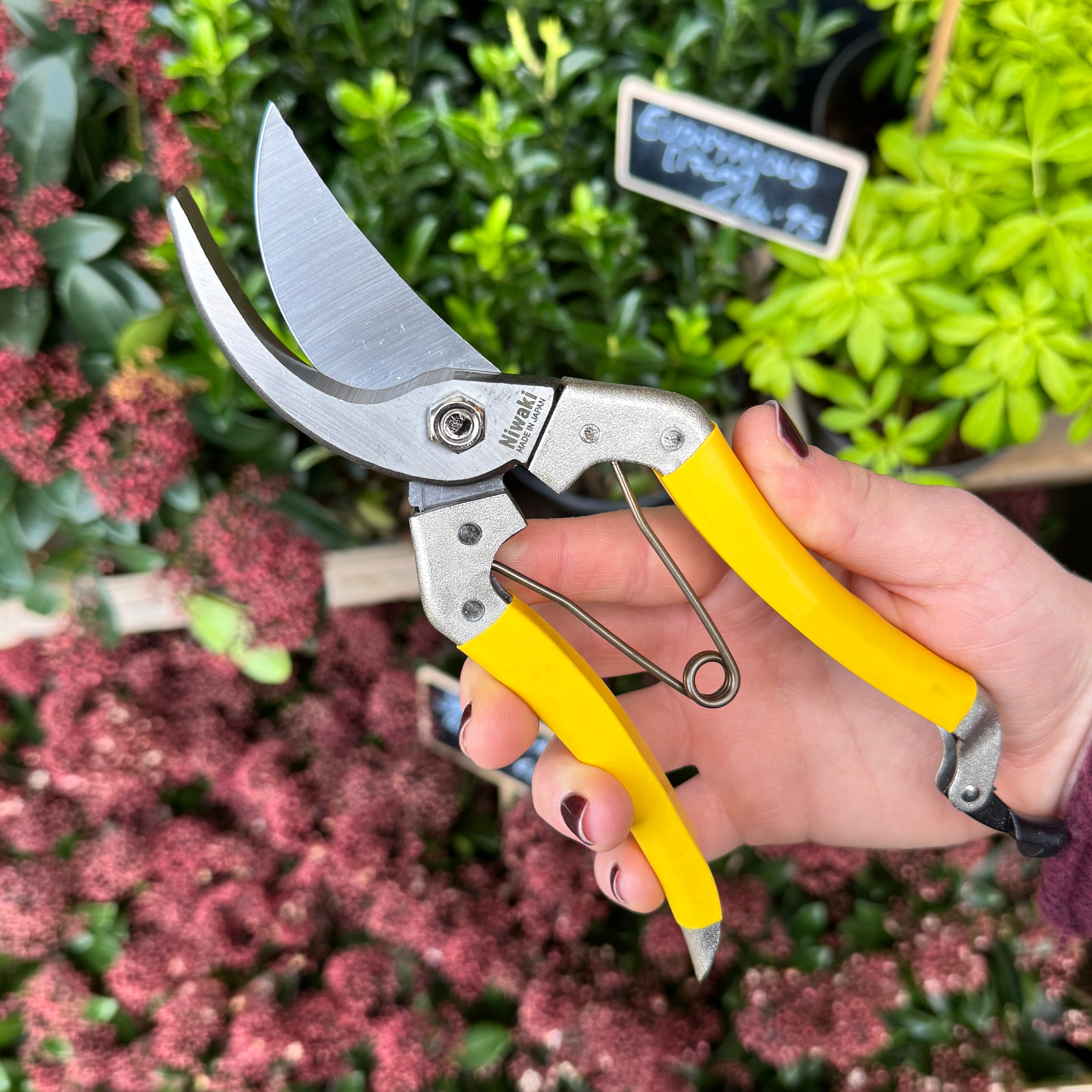Niwaki Daikiba Secateurs with Canvas Holster