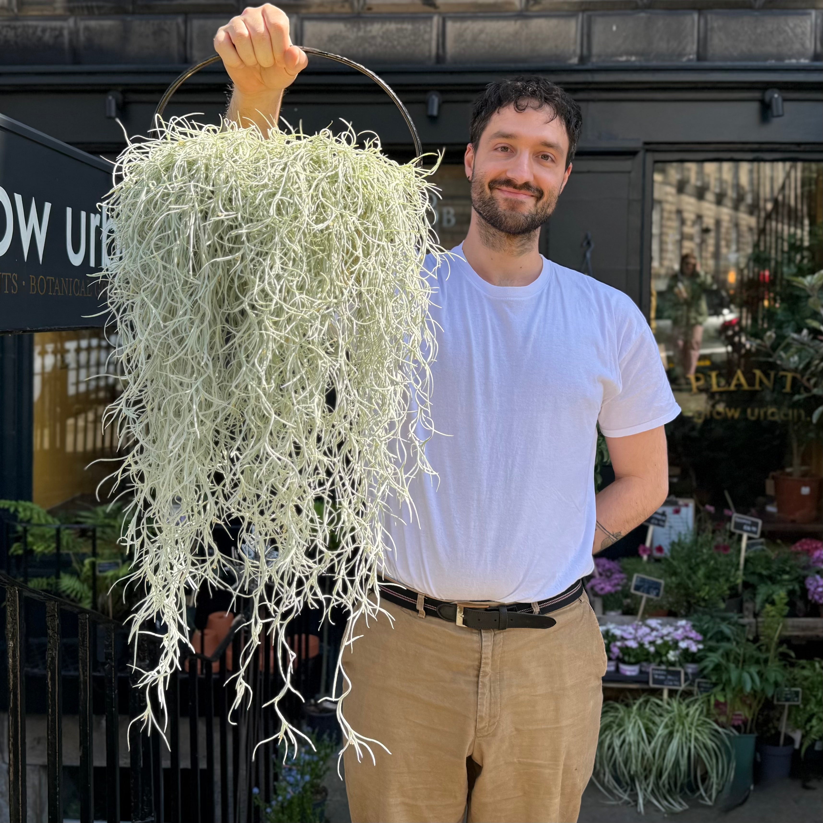 Spanish Moss (Tillandsia usneoides) – 90cm