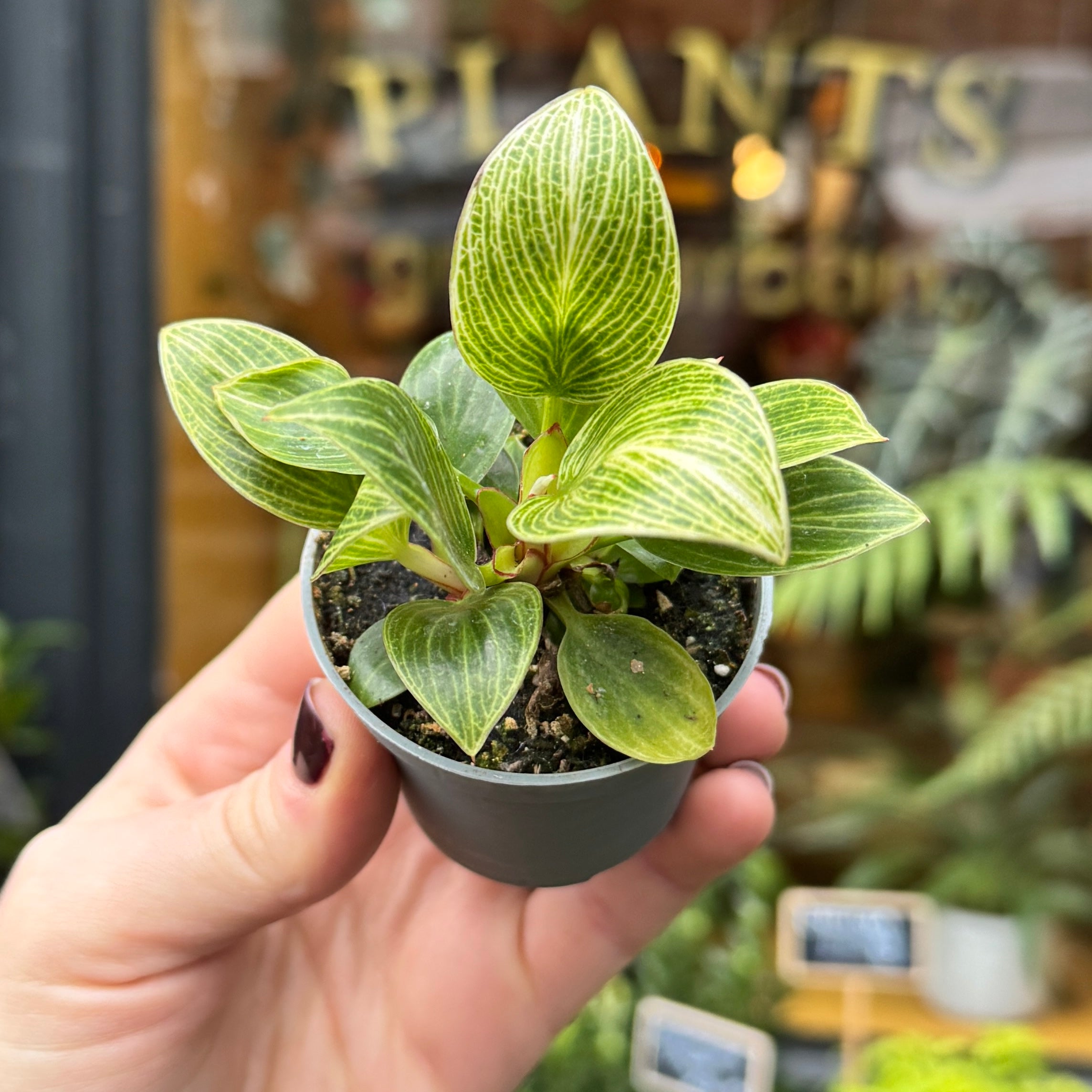 Philodendron ‘Birkin’ (mini)