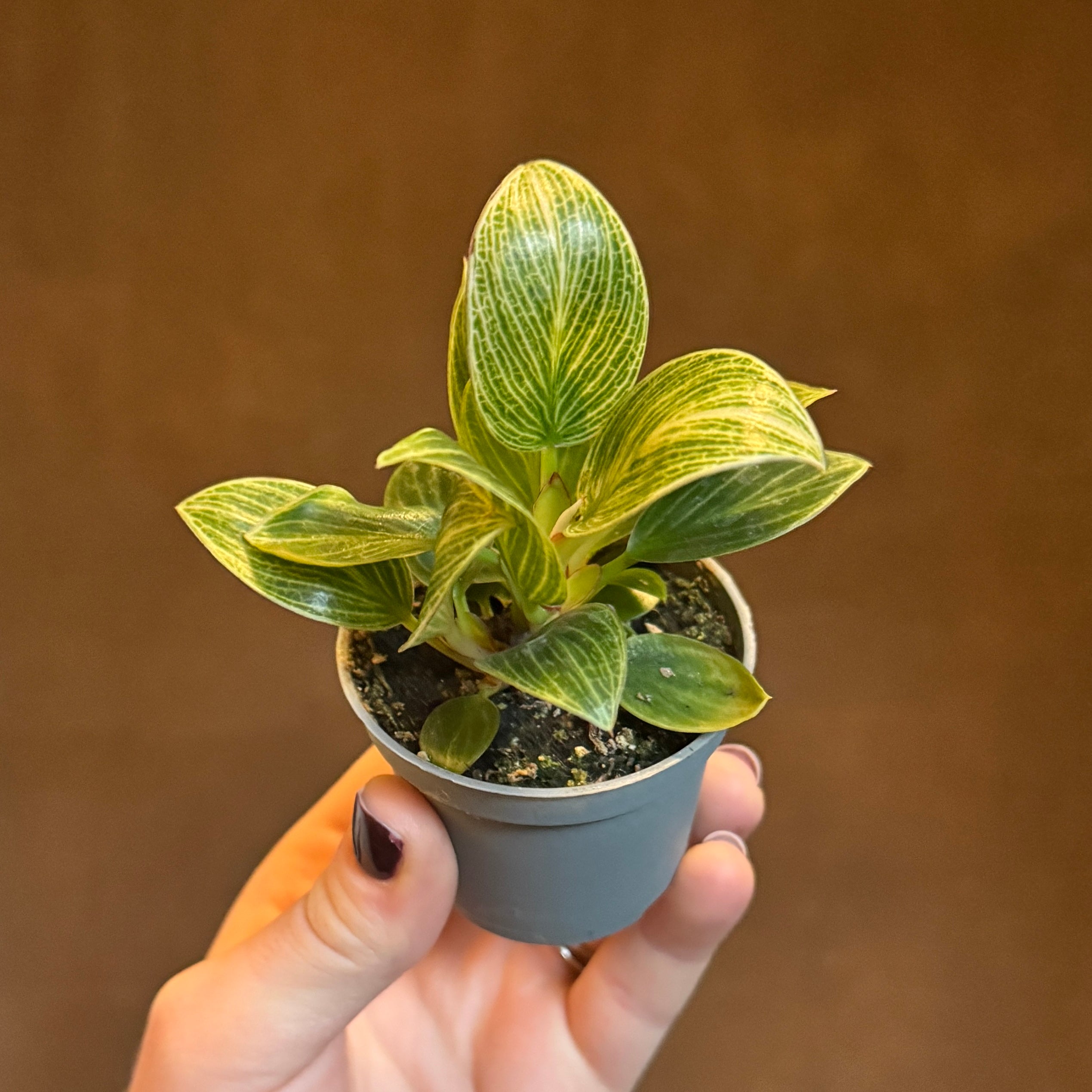 Philodendron ‘Birkin’ (mini)