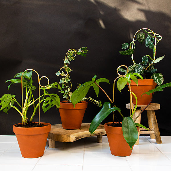 Mini Plant Stakes by Botanopia