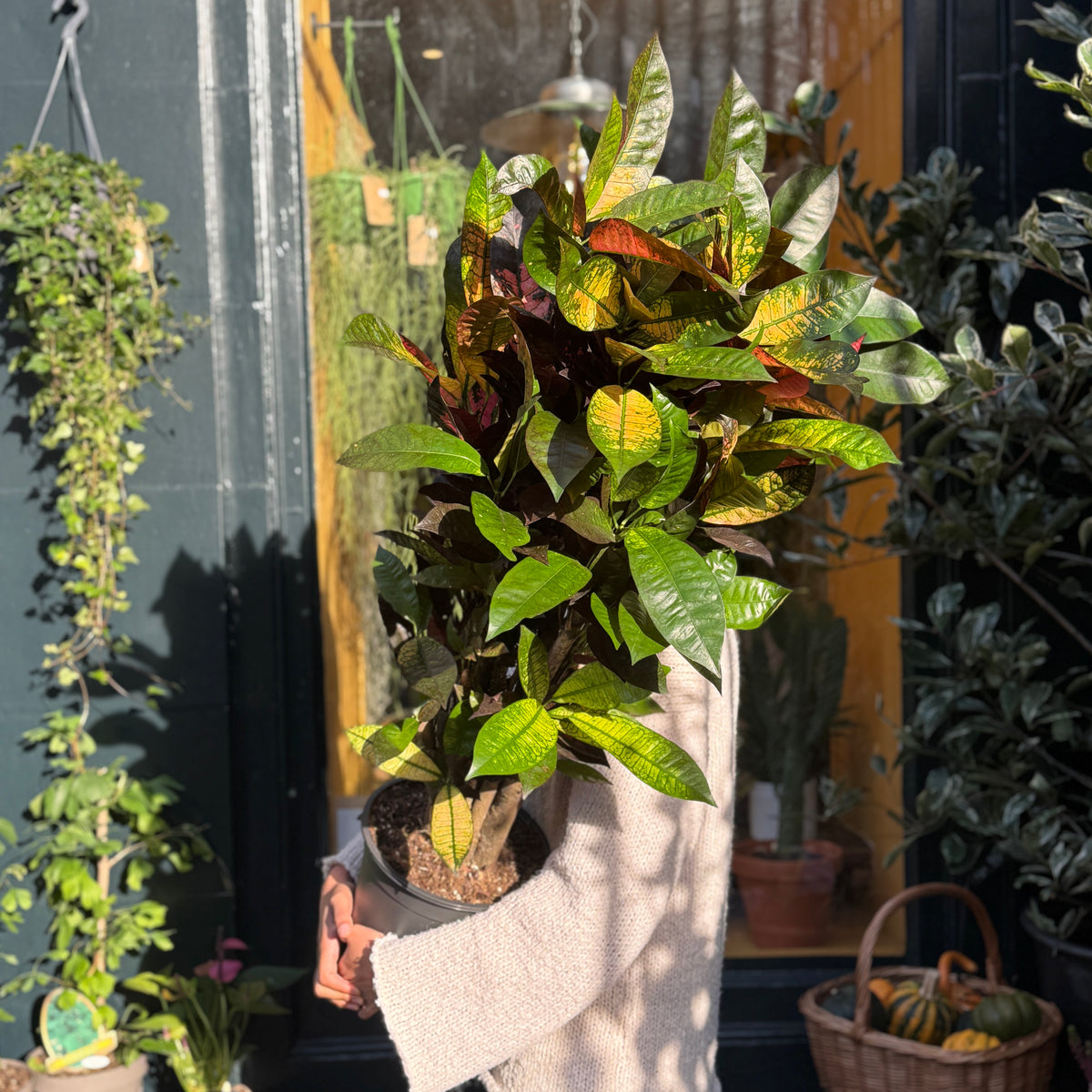 Codiaeum ‘Mrs Iceton’