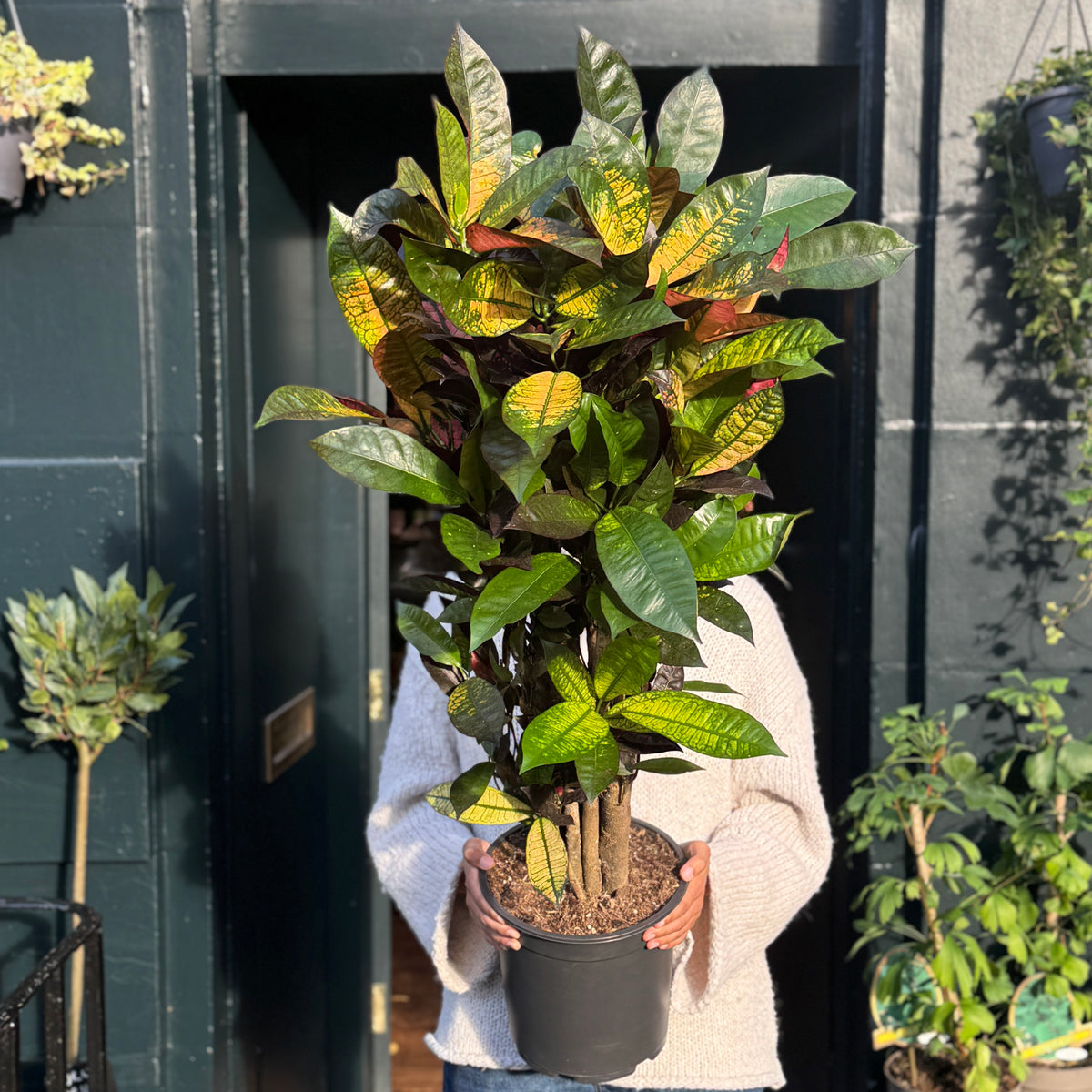 Codiaeum ‘Mrs Iceton’