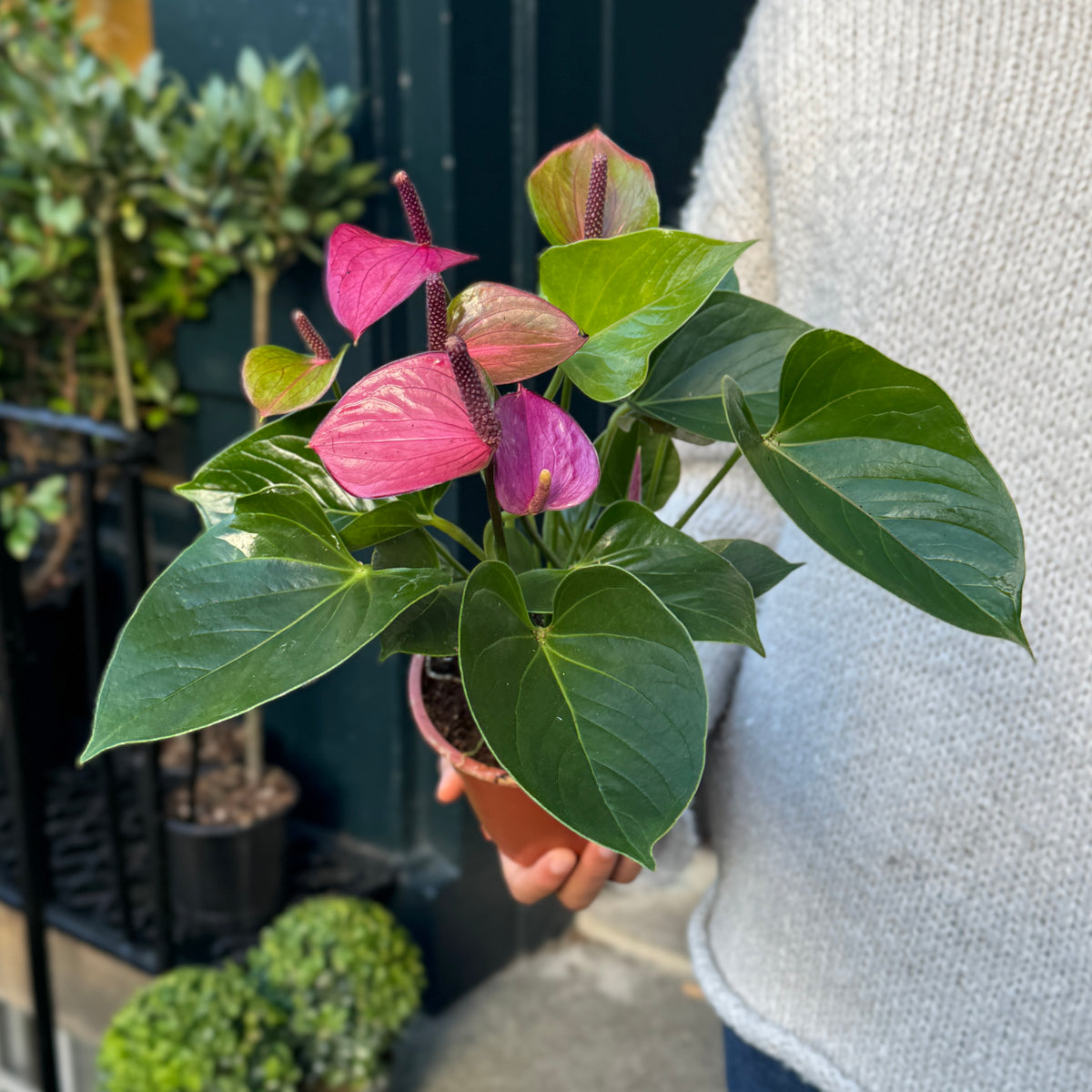 Anthurium ‘Baby Purple’