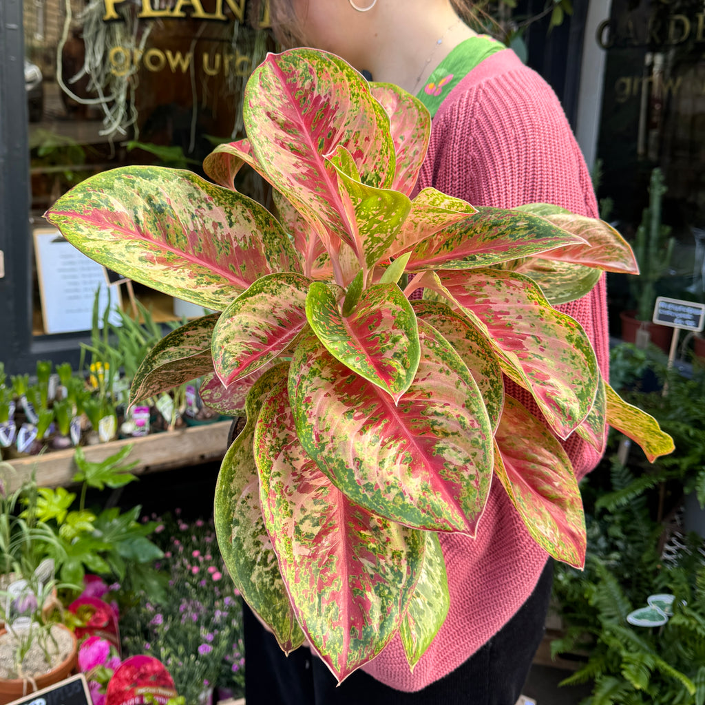 colored aglaonema flower Aglaonema 'Painted Celebration'