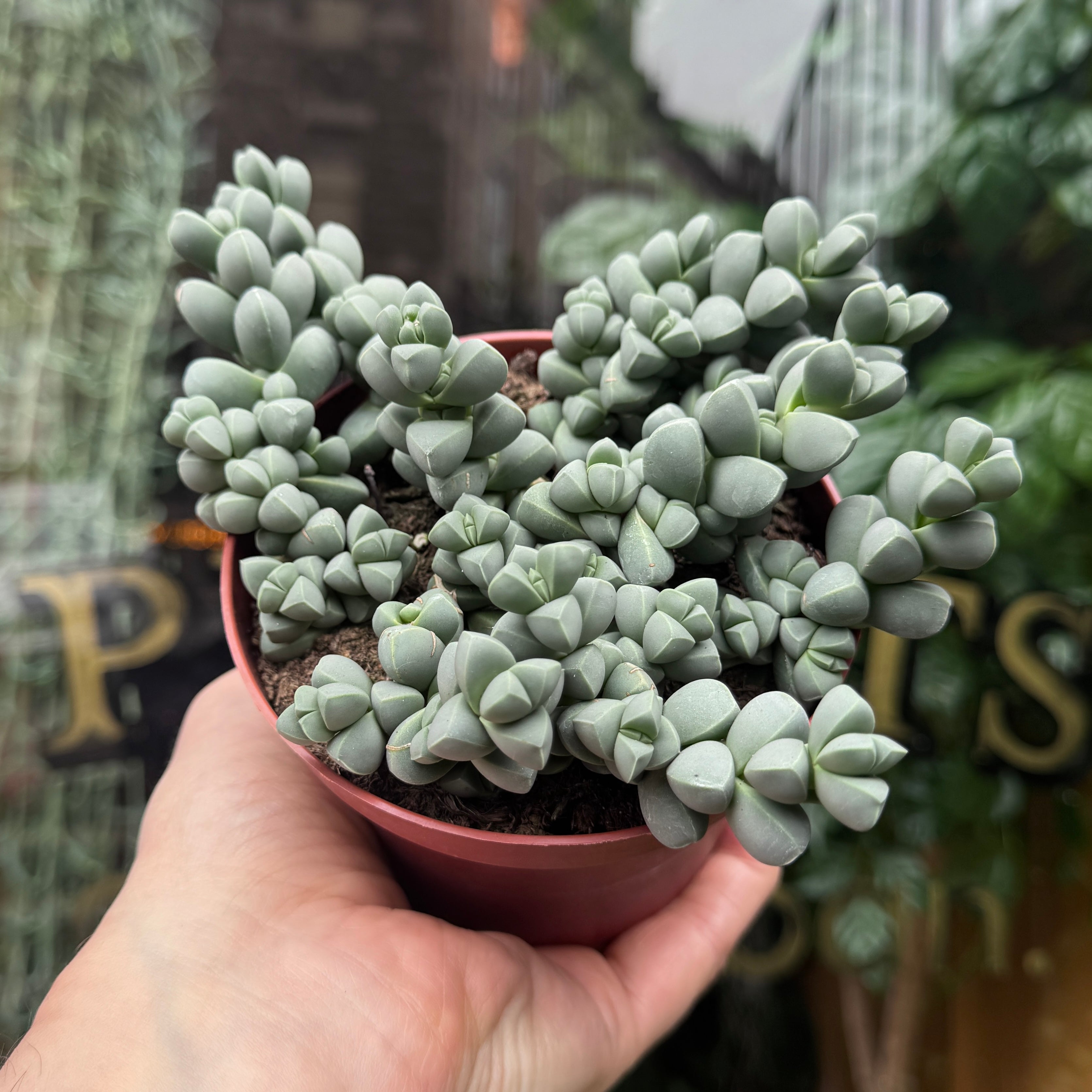 Delosperma lehmannii