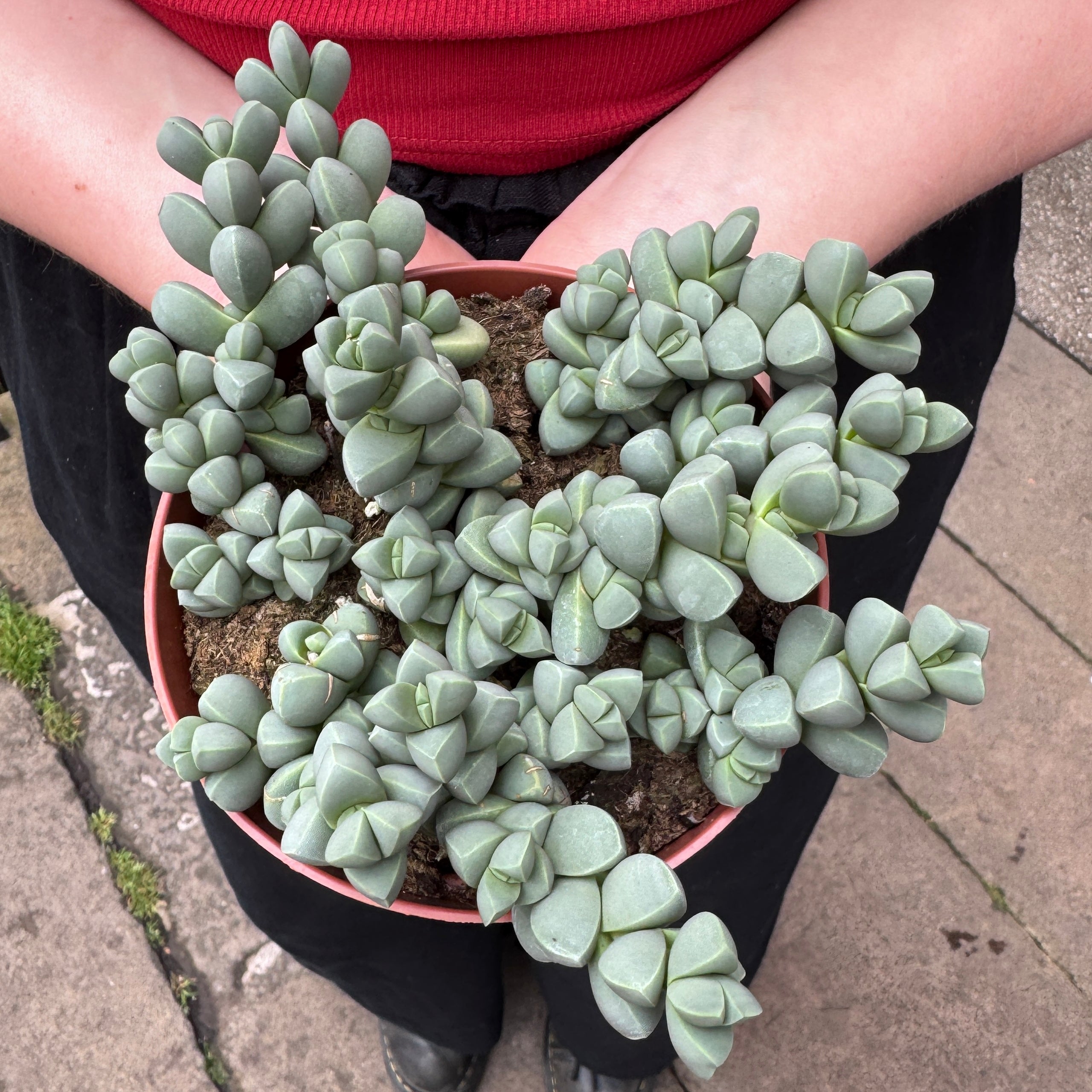Delosperma lehmannii