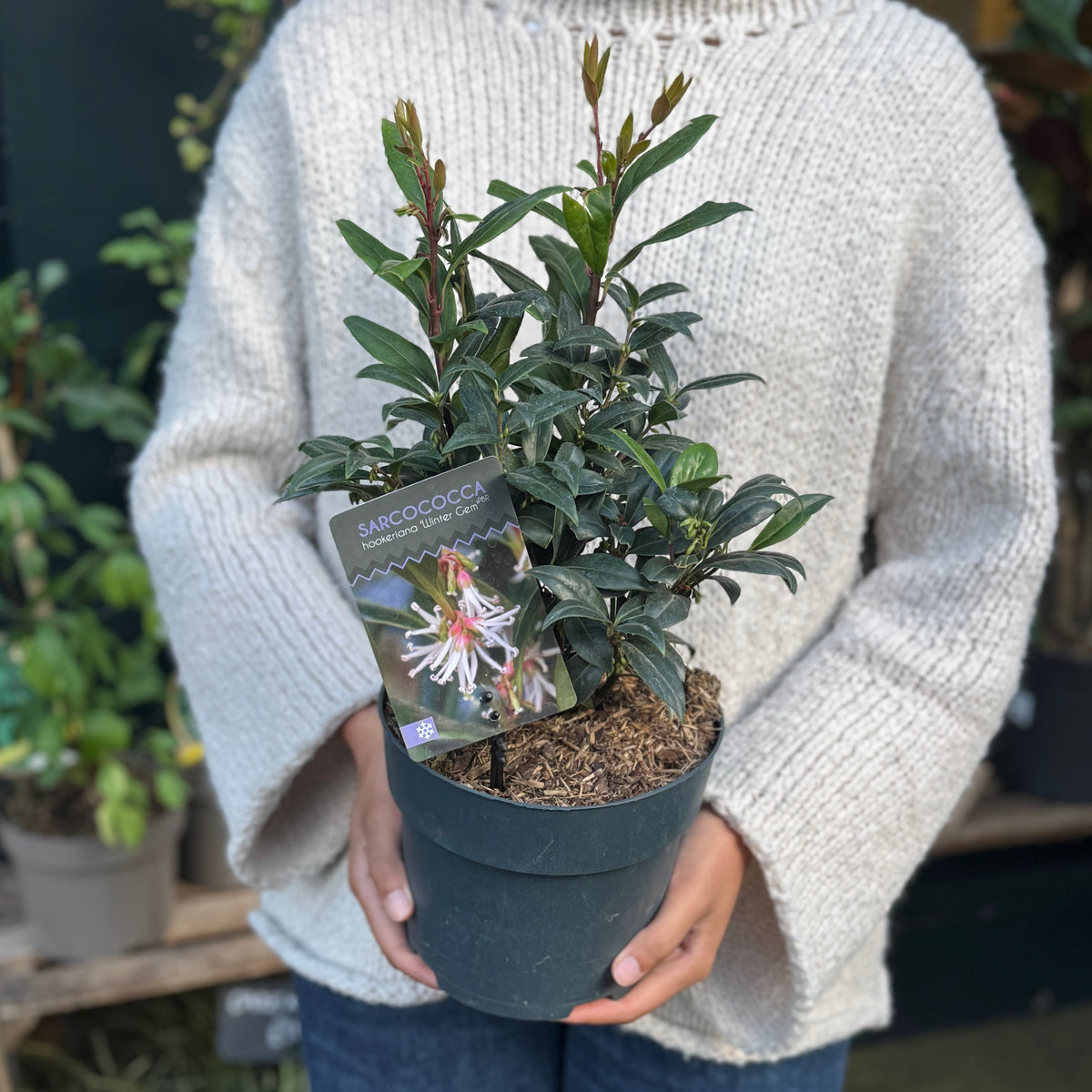 Sarcococca ‘Winter Gem’