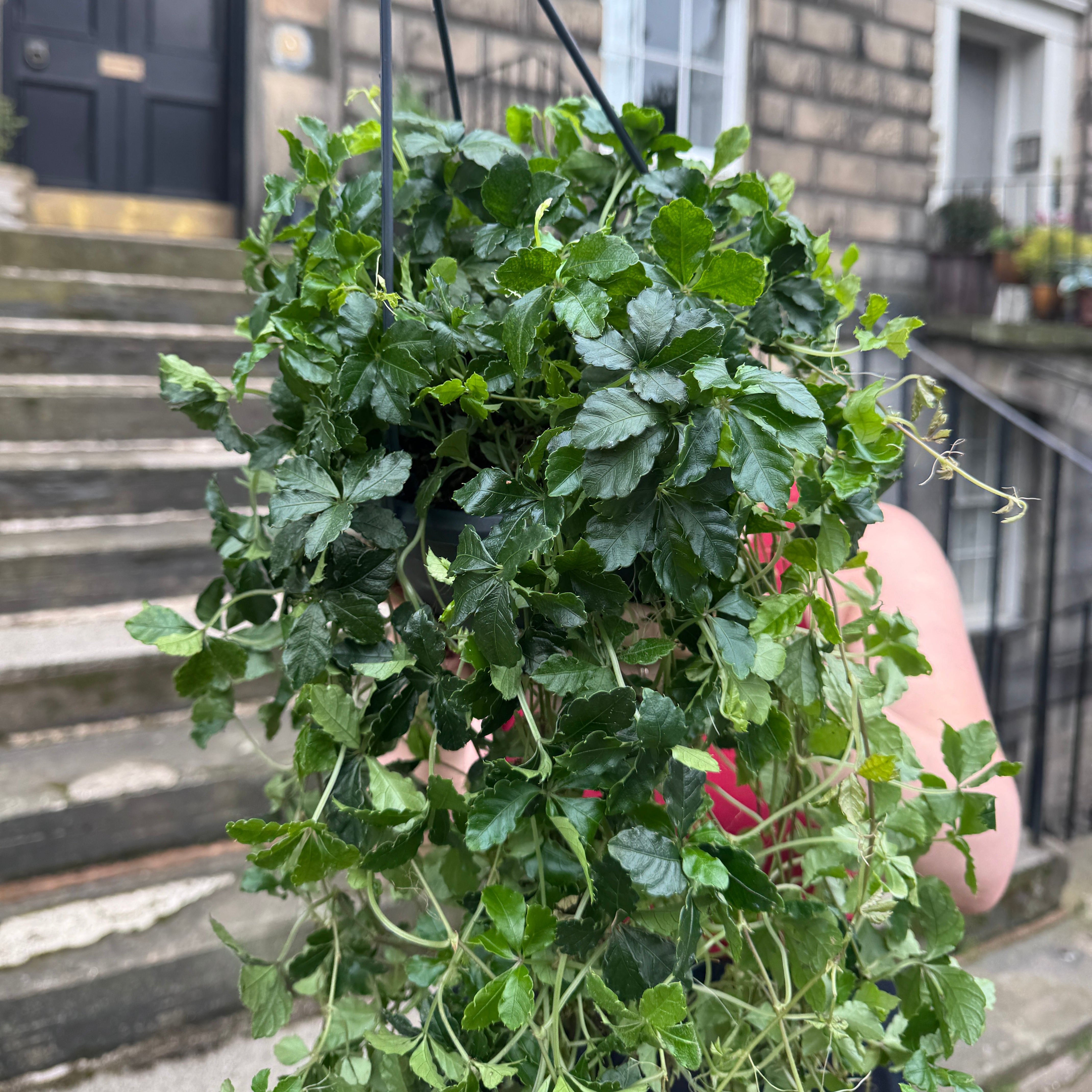 Cissus striata (hangpot)