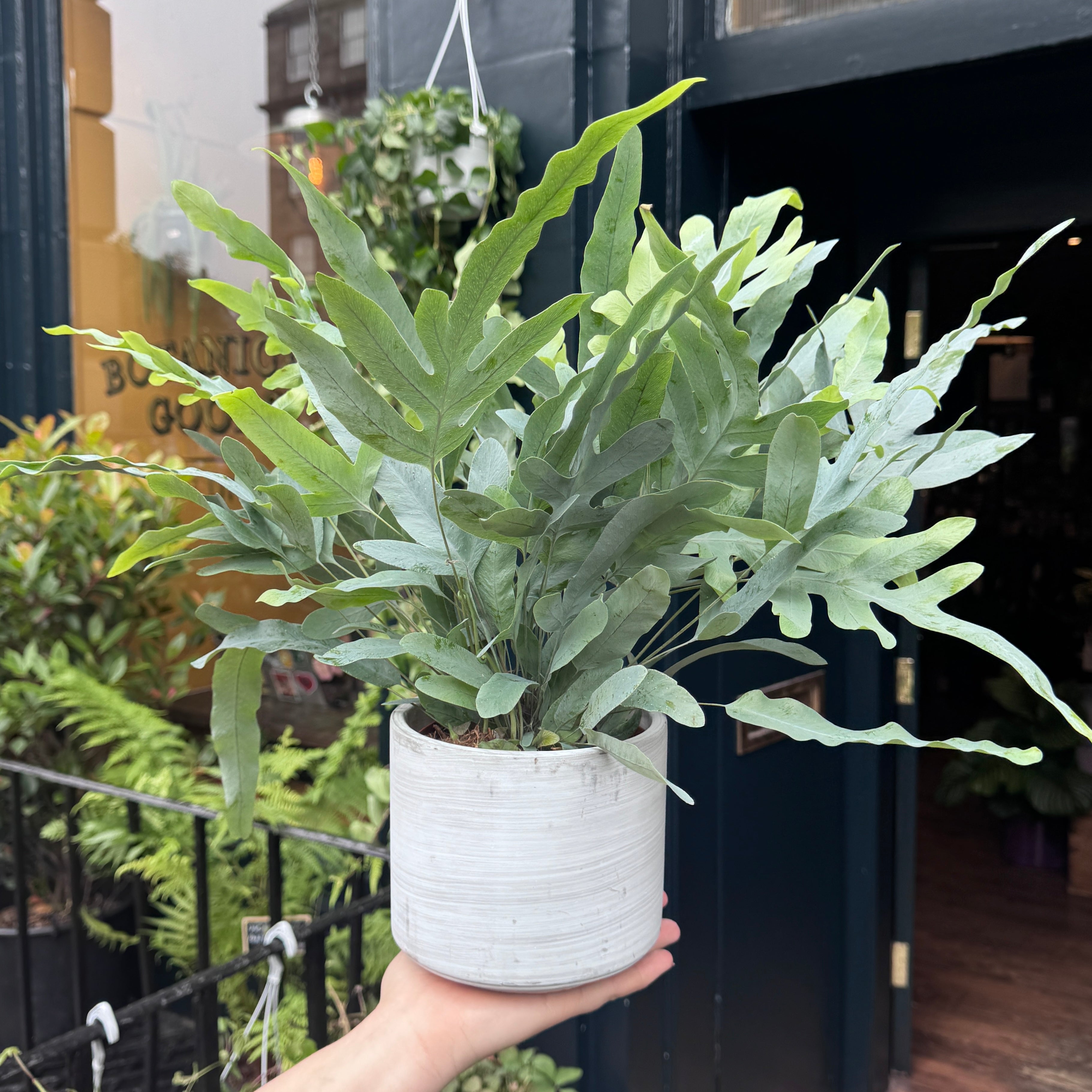 Phlebodium aureum