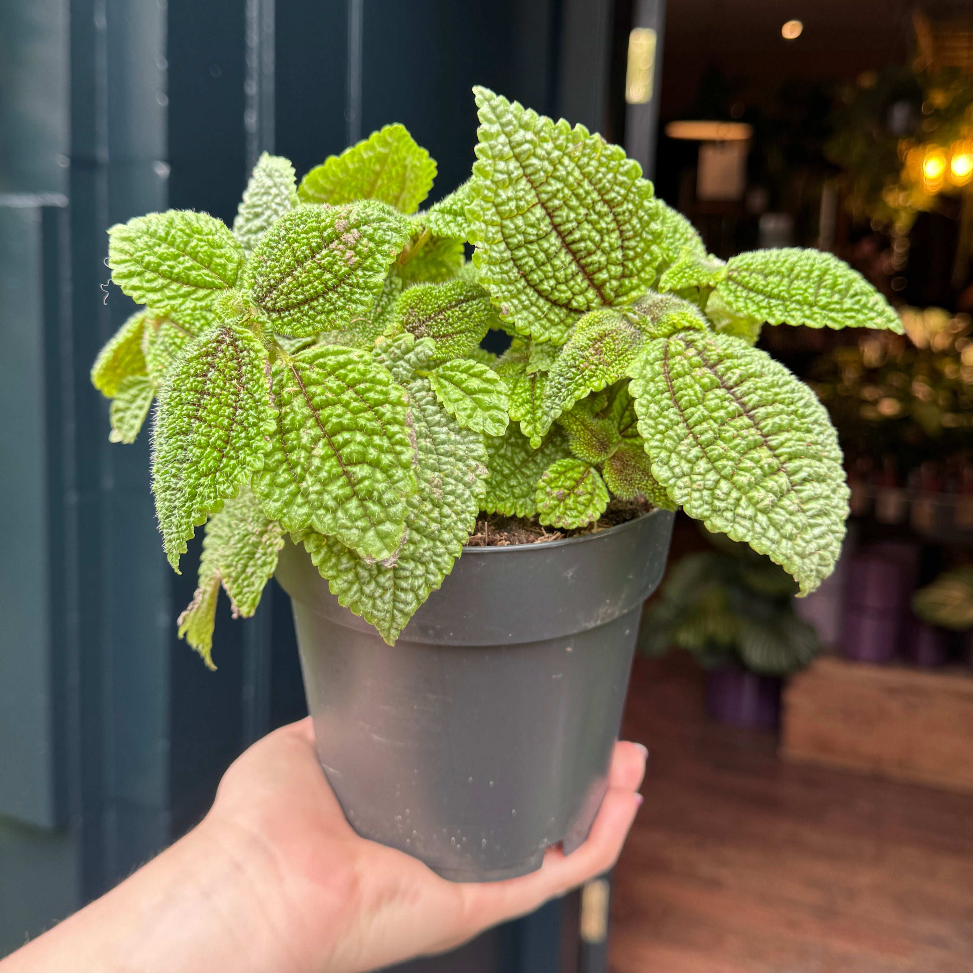 Pilea 'Moon Valley'