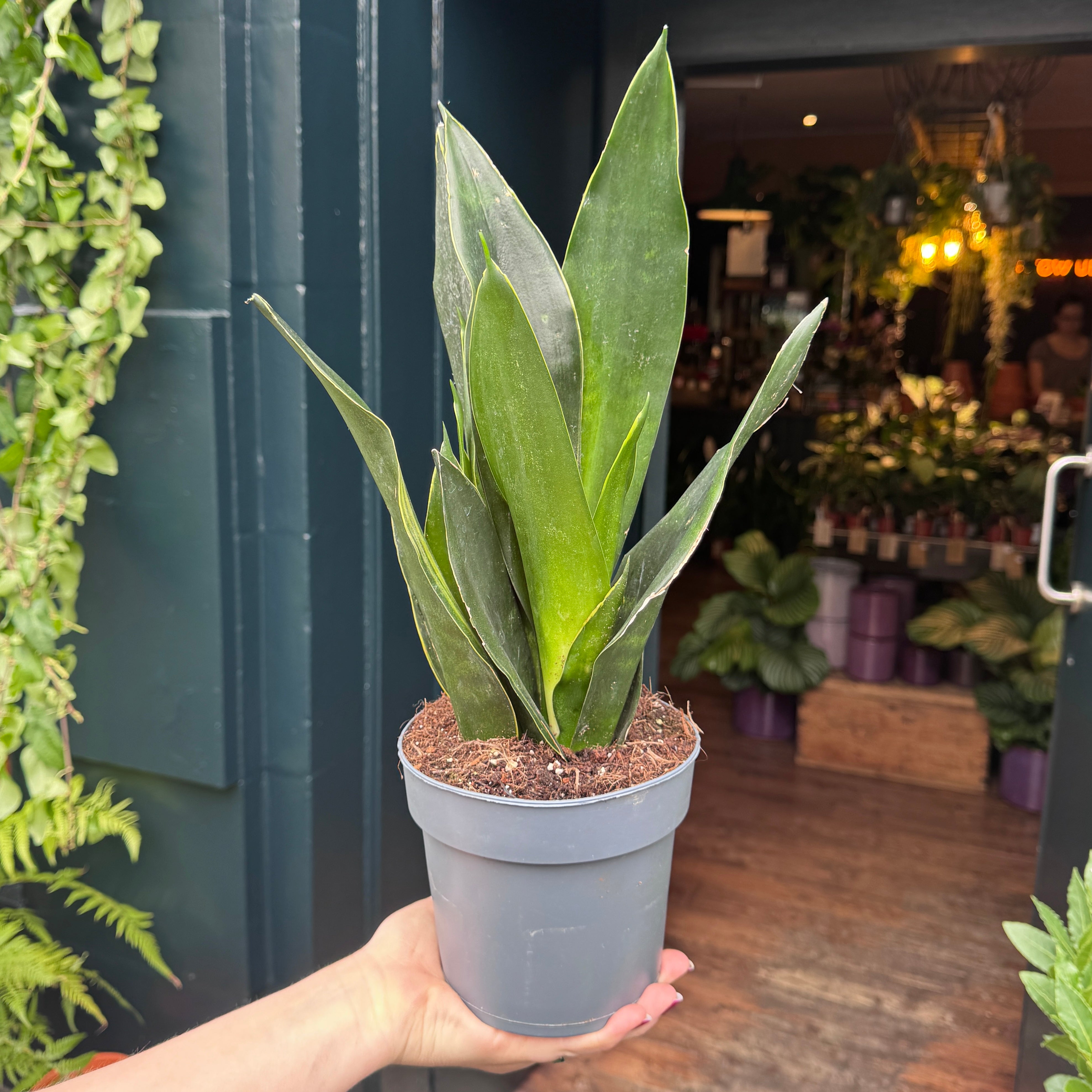 Sansevieria 'Black Diamond'