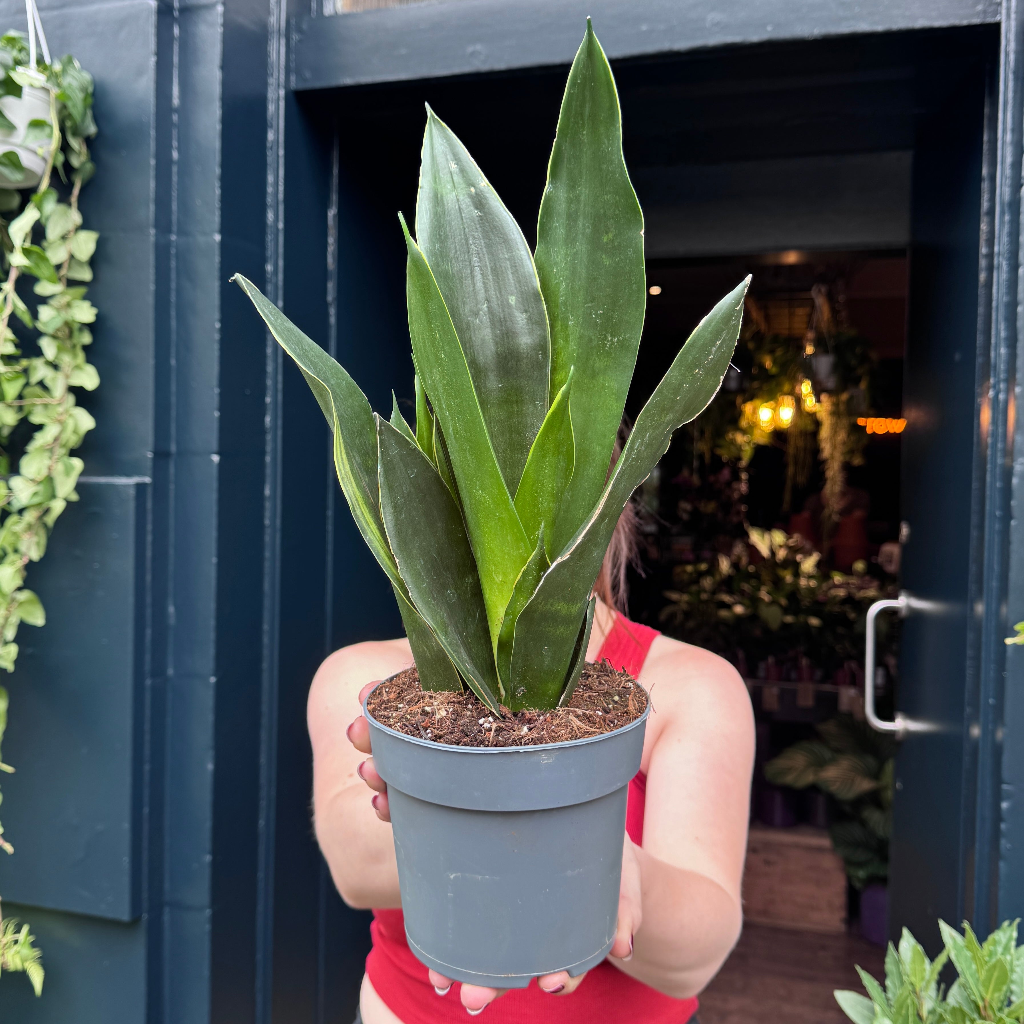 Sansevieria 'Black Diamond'