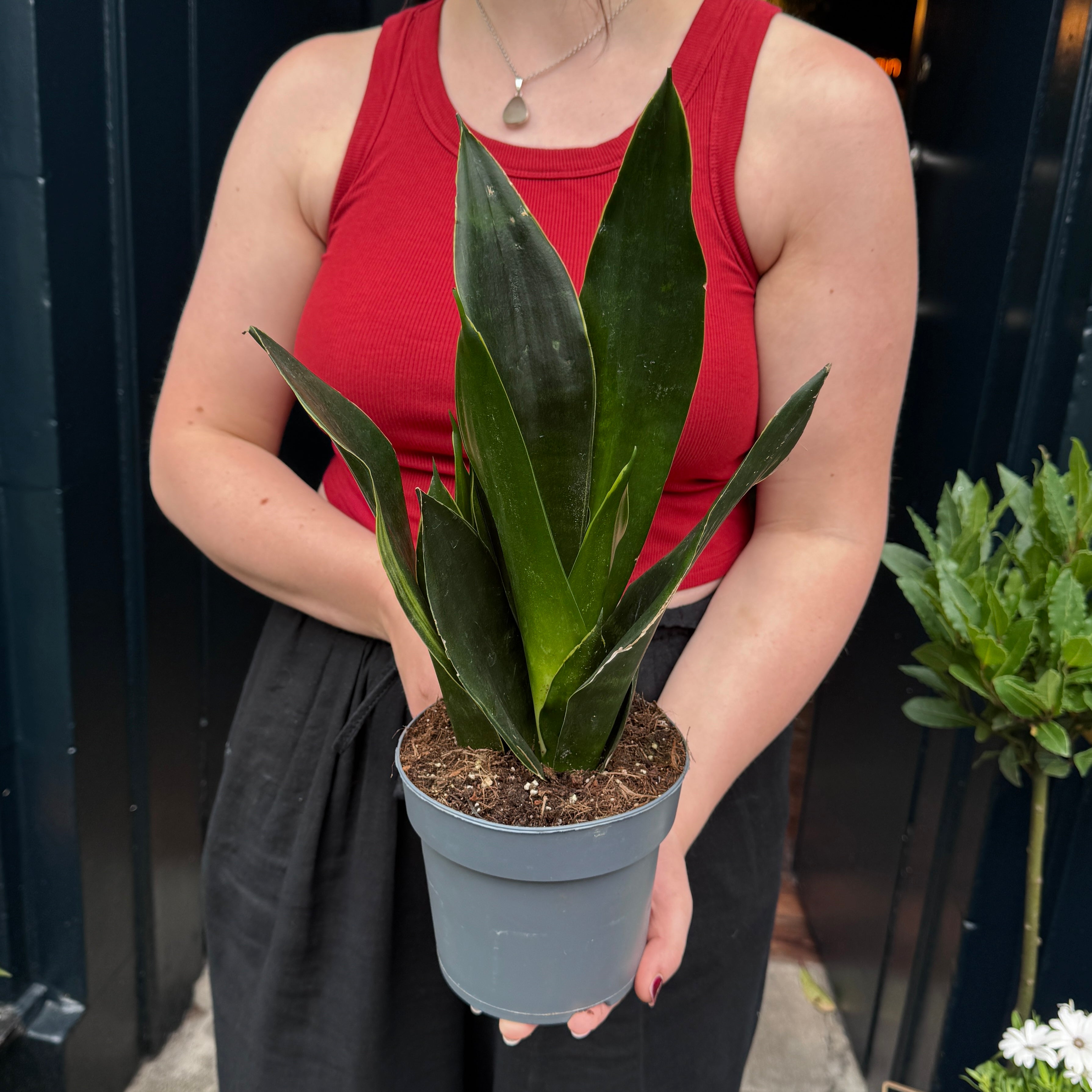Sansevieria 'Black Diamond'