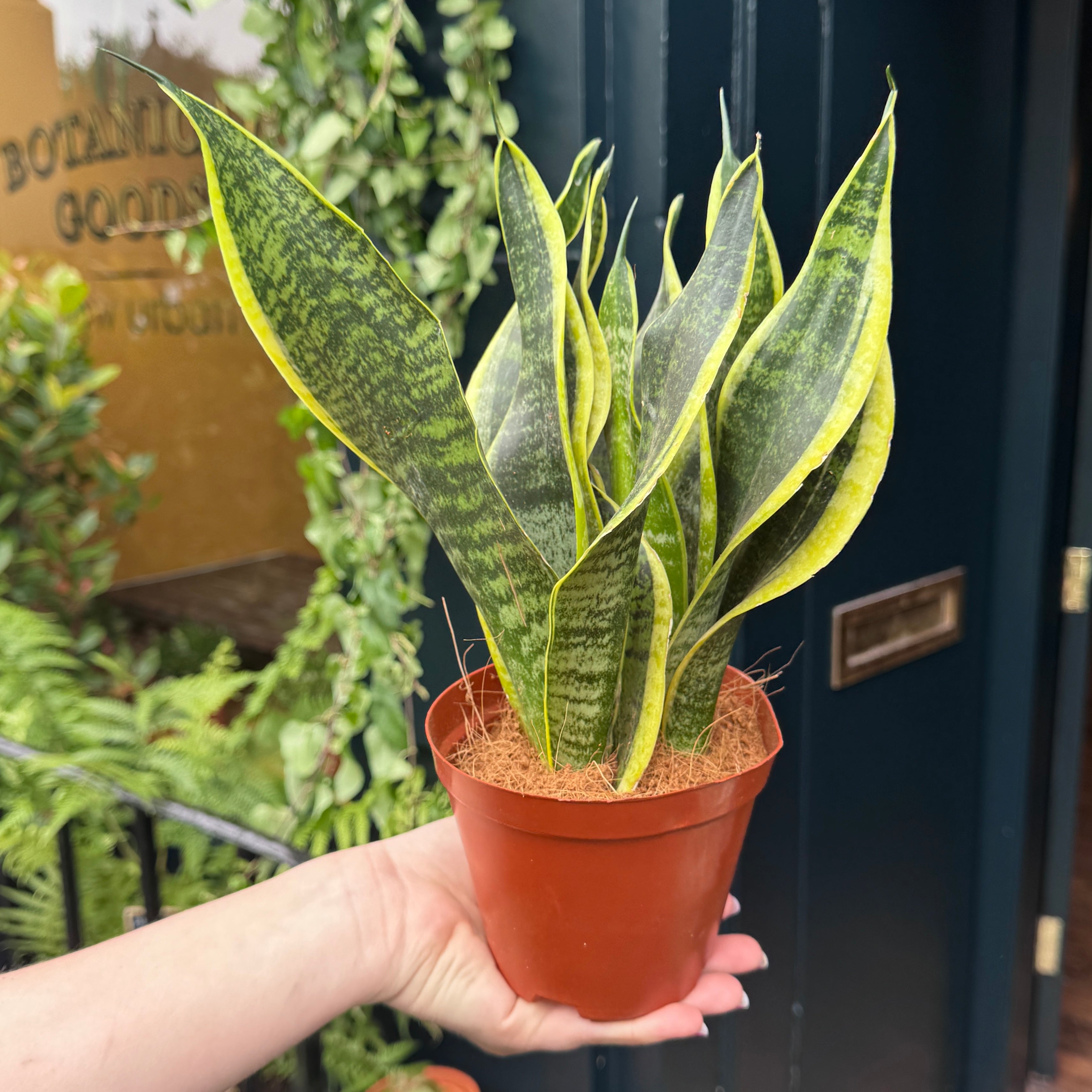 Sansevieria ‘Futura Superba’