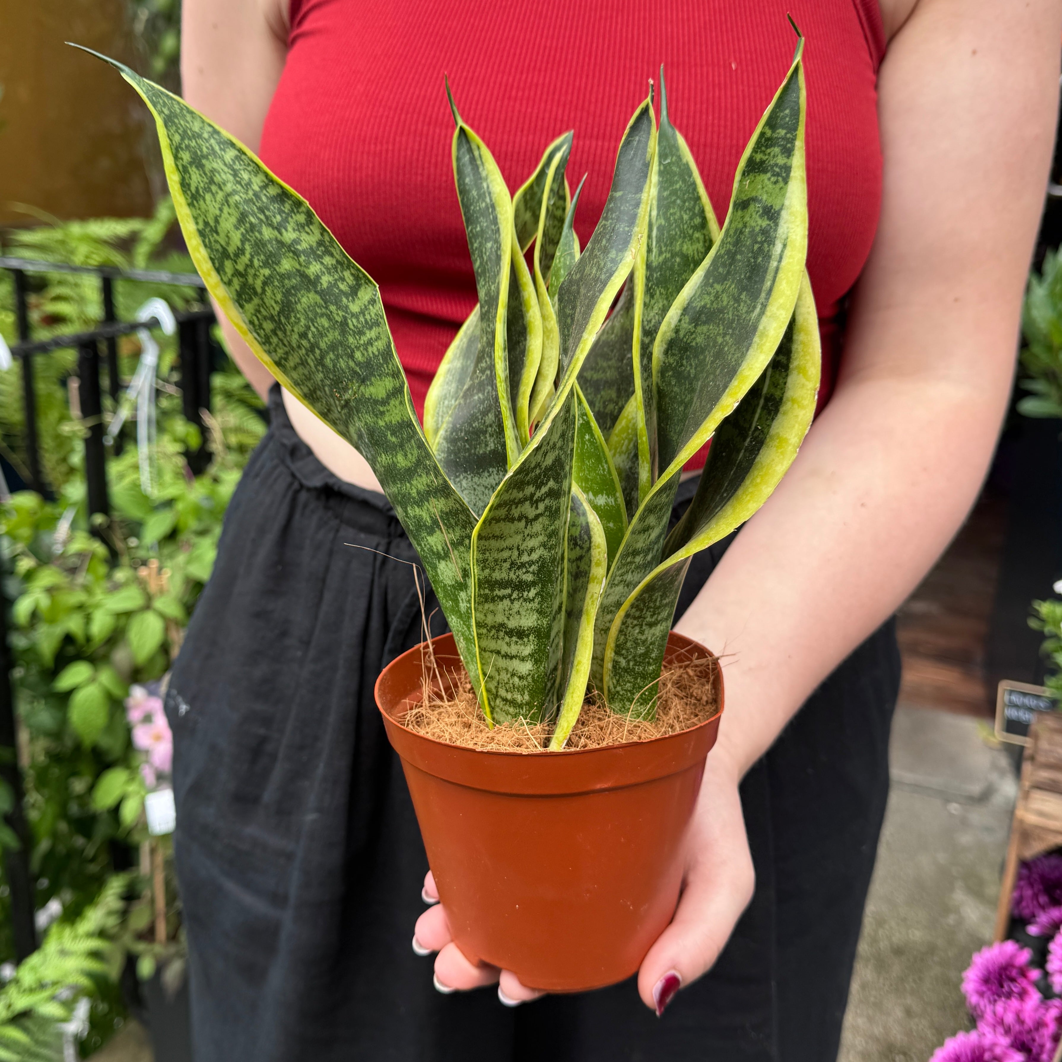 Sansevieria ‘Futura Superba’