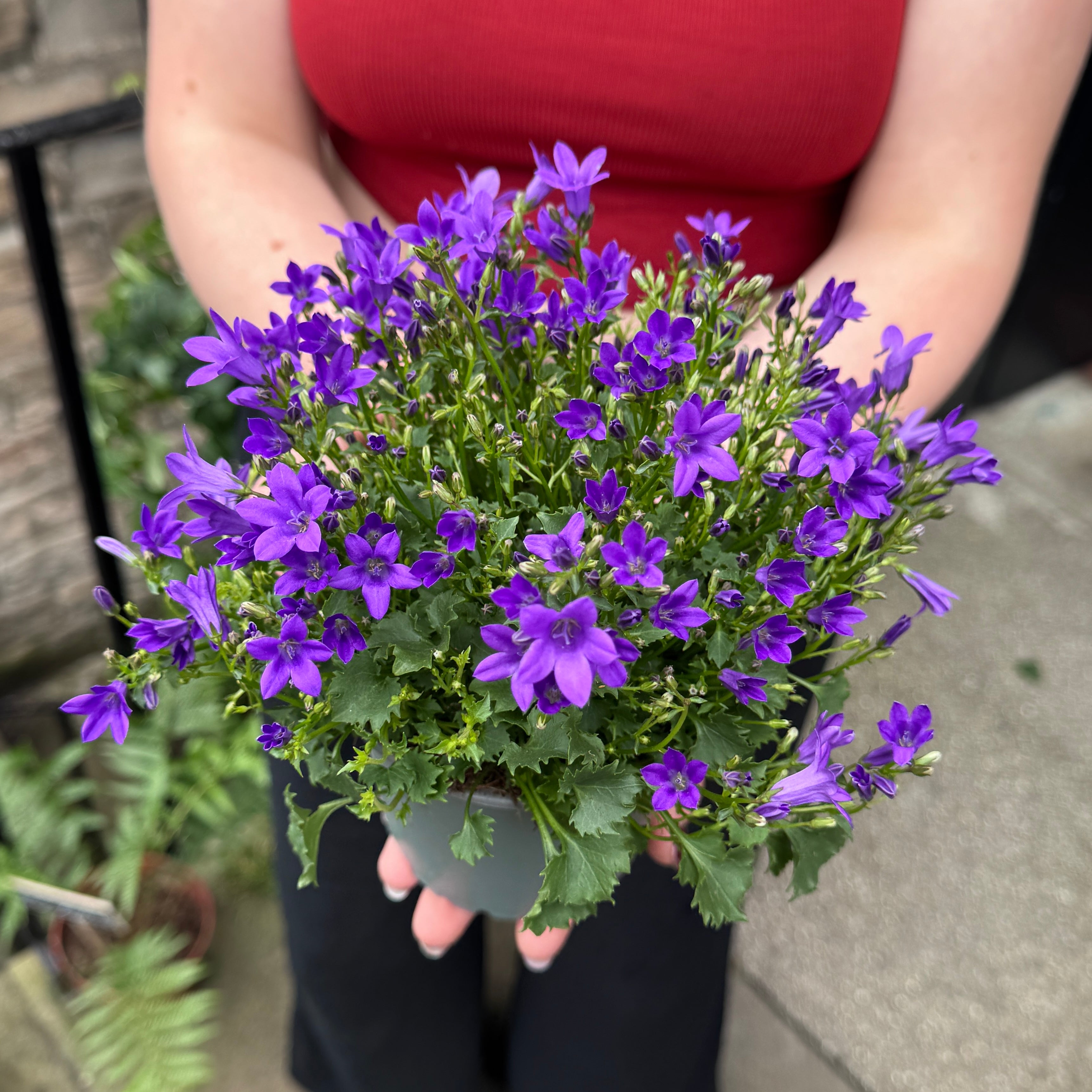Campanula 'Intense Purple' (12cm pot)