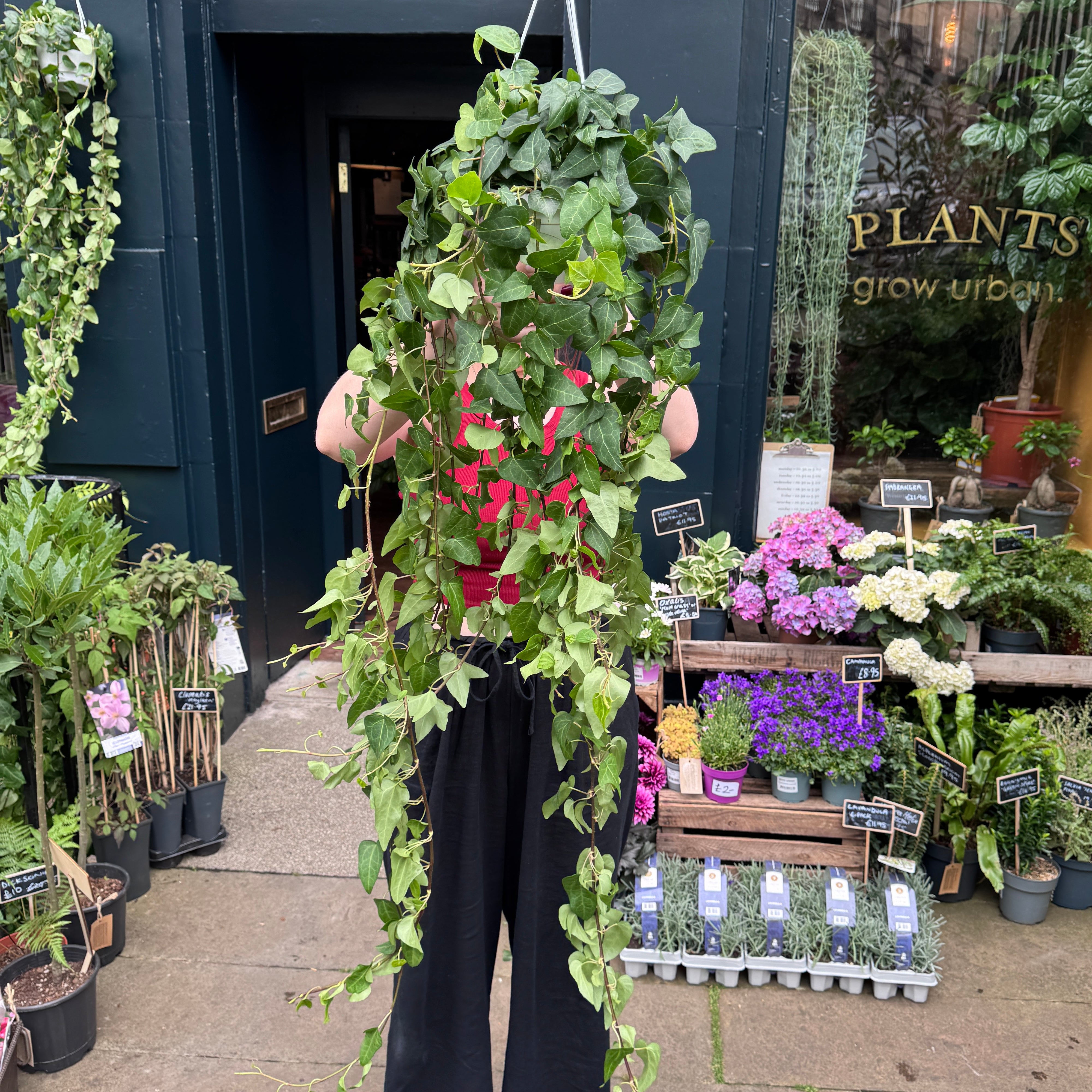 Hedera helix 'Mein Herz' XL (hangpot)
