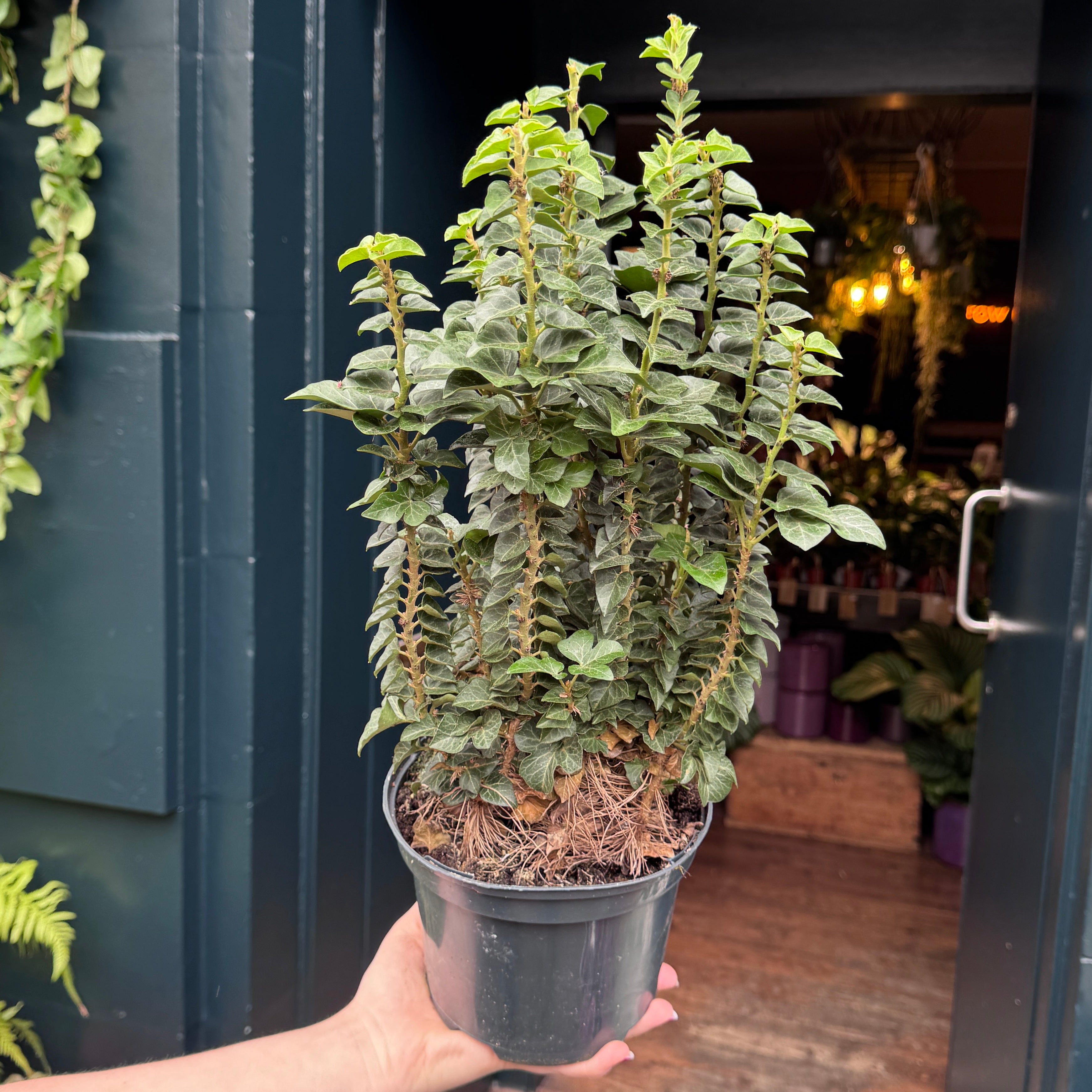 Hedera helix 'Erecta'