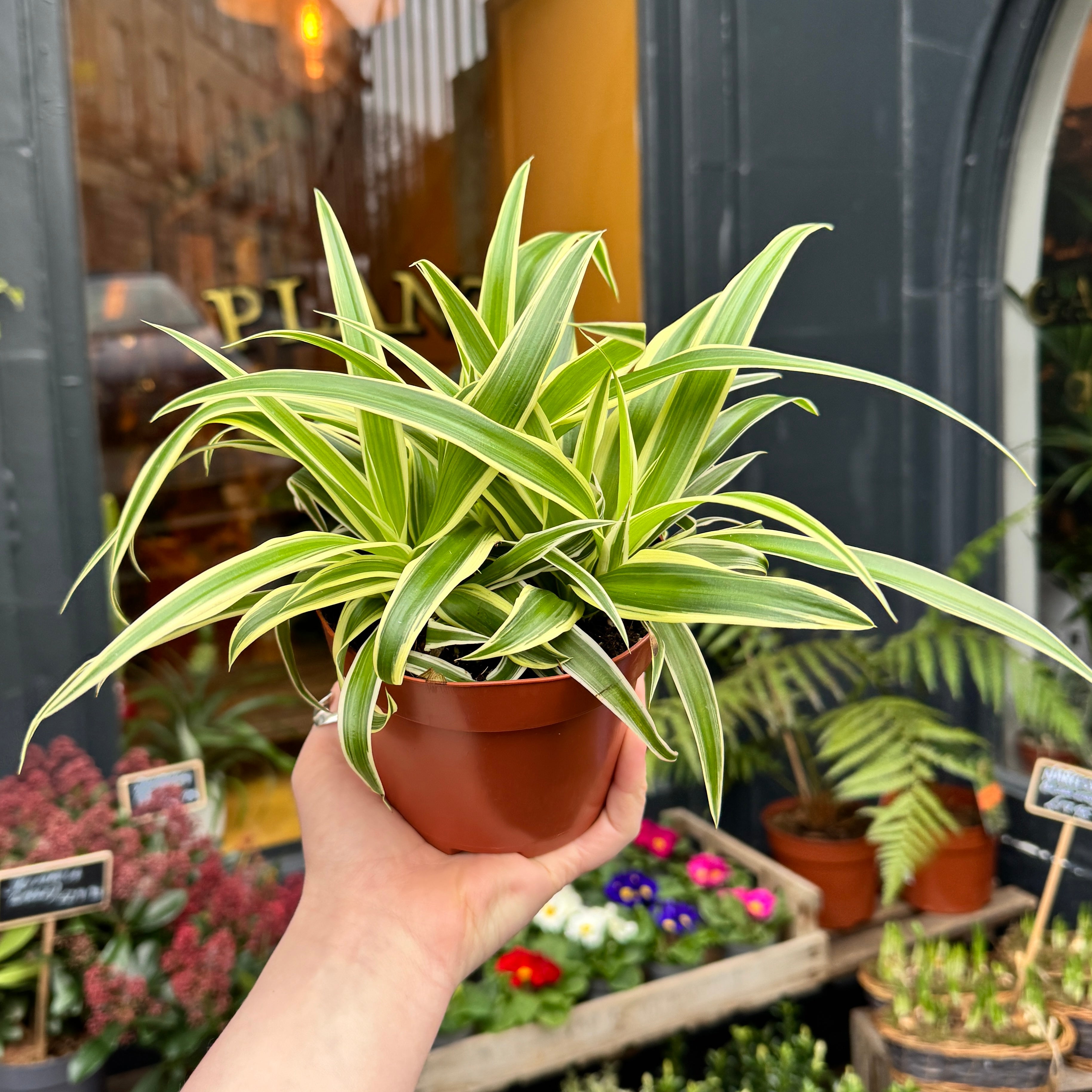Chlorophytum 'Vittatum’