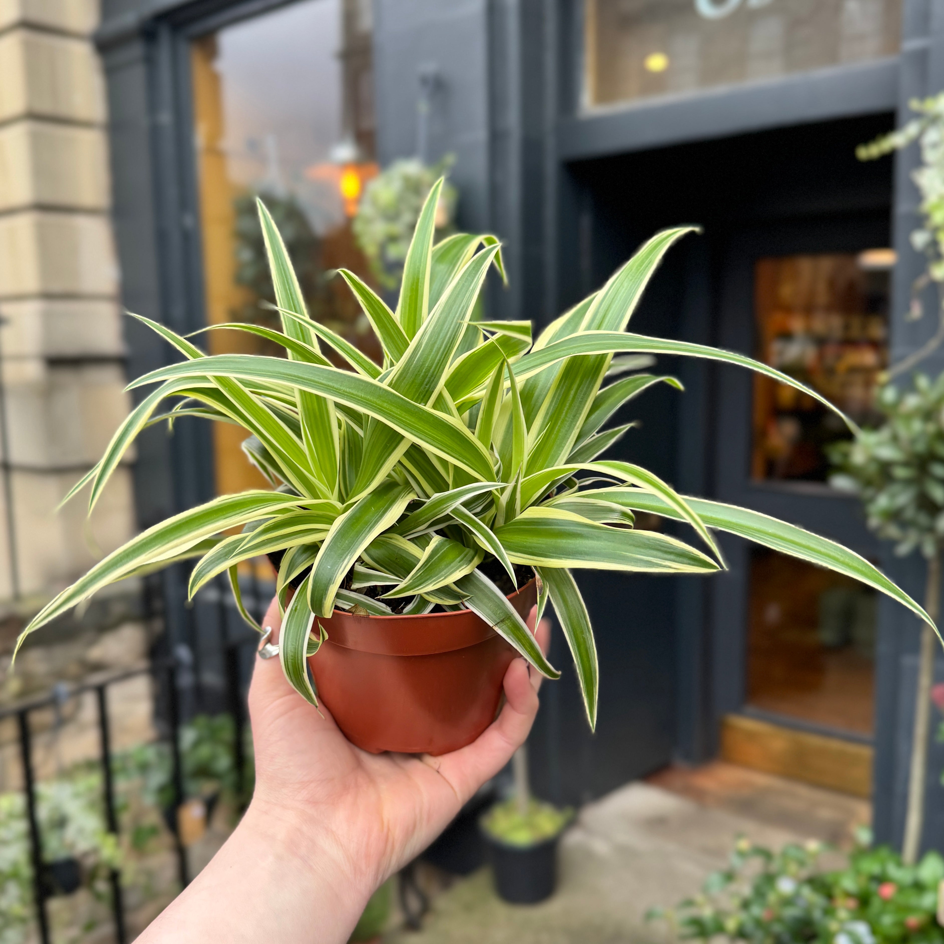 Chlorophytum 'Vittatum’