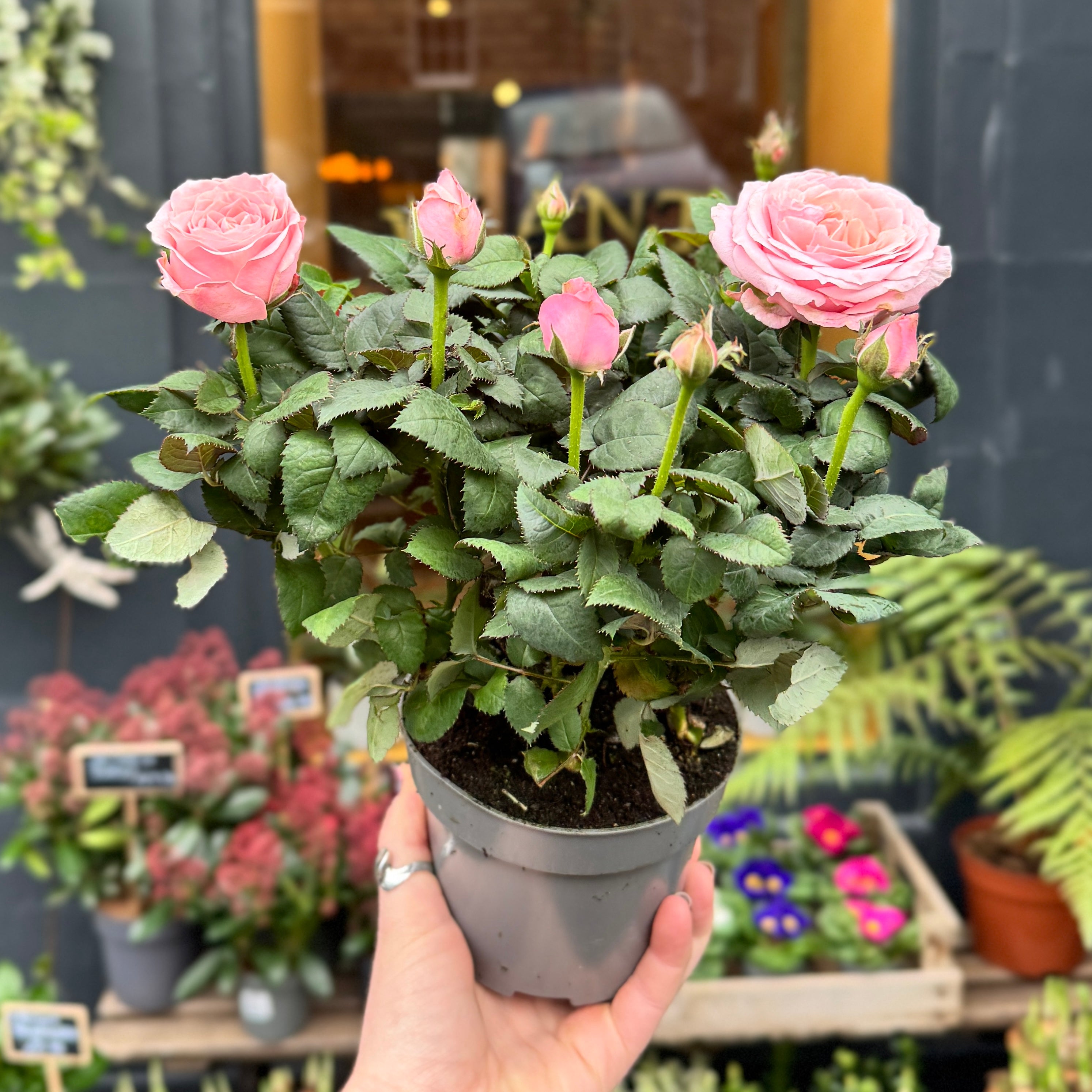 Rosa 'Infinity Pink'