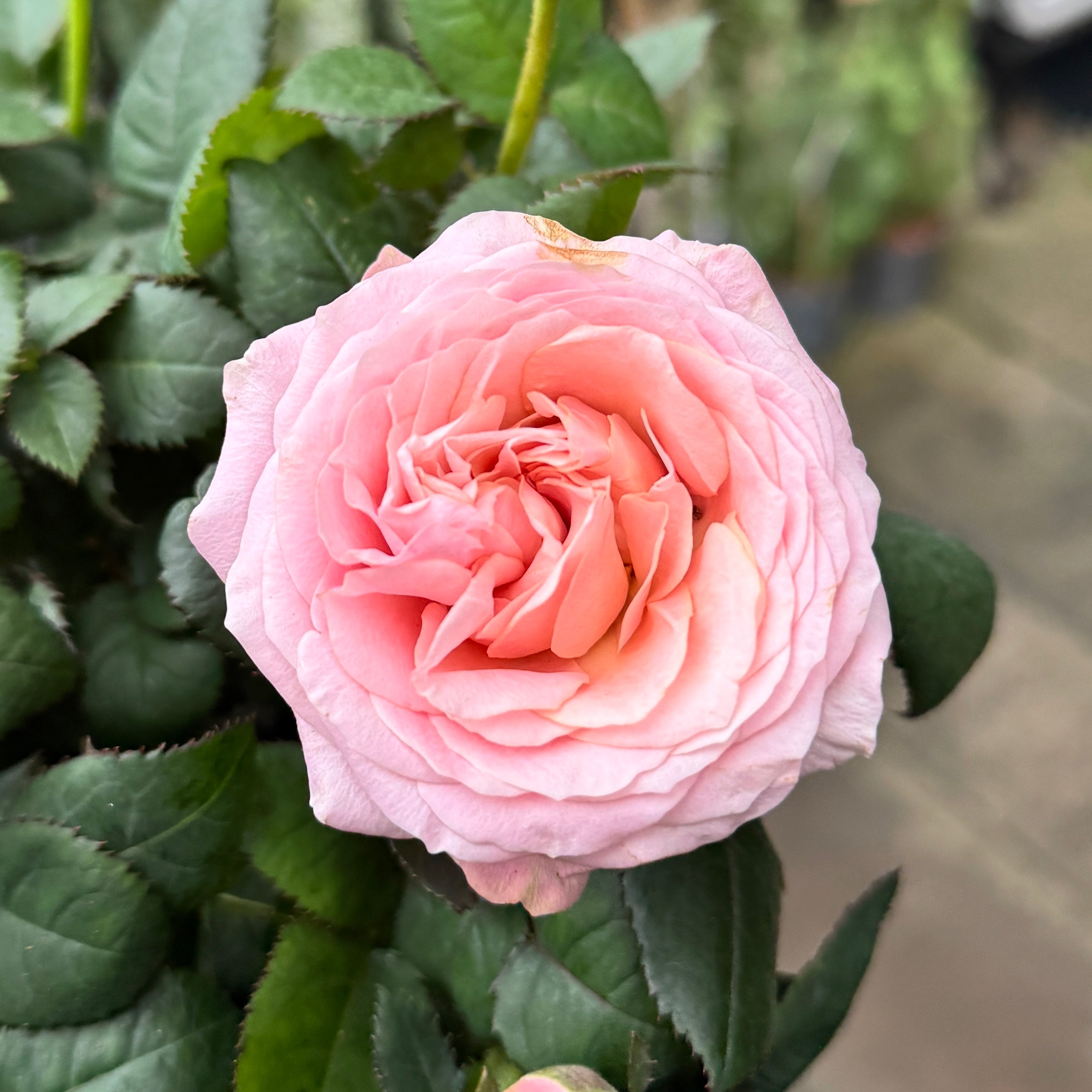 Rosa 'Infinity Pink'